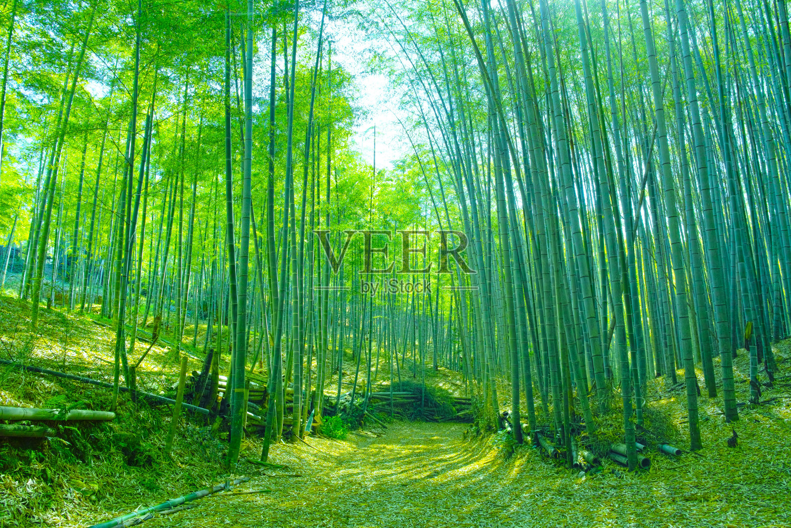 翠绿的竹林，翠绿的竹林照片摄影图片