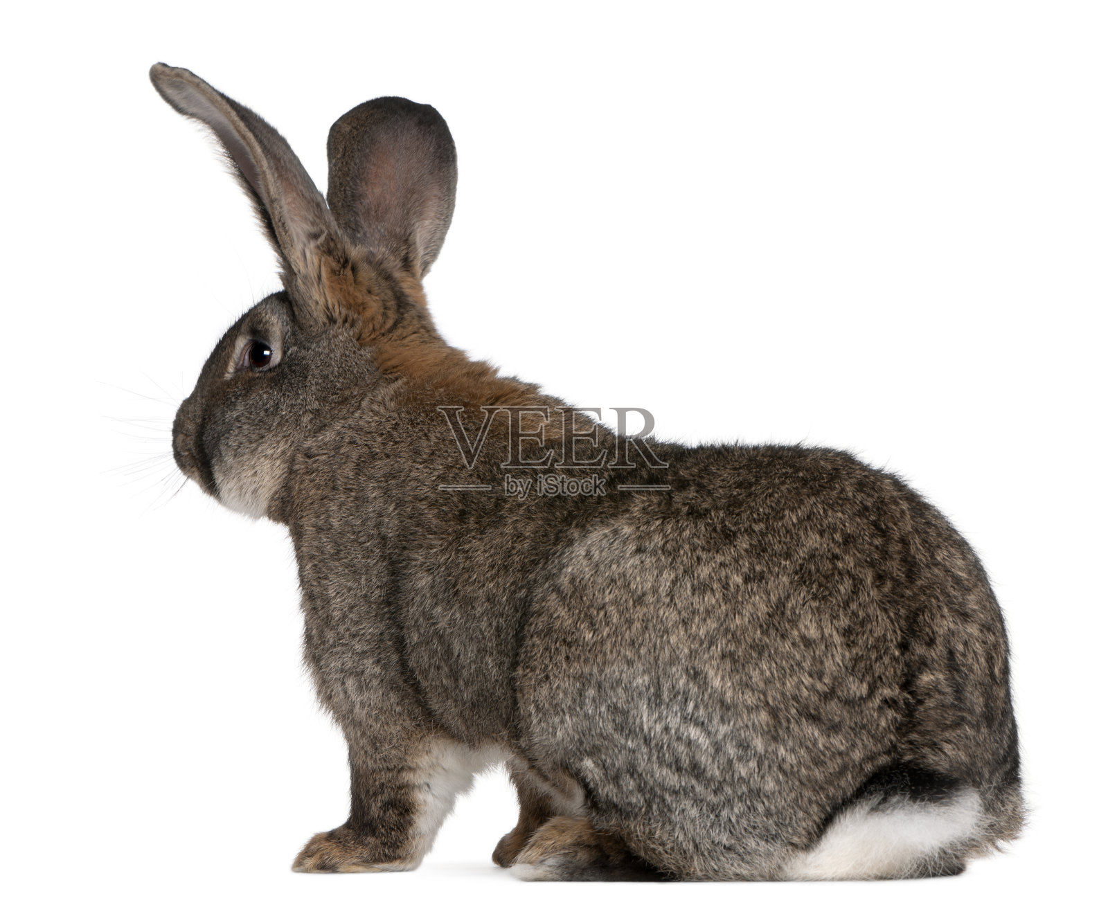 佛兰芒巨兔在白色背景前照片摄影图片