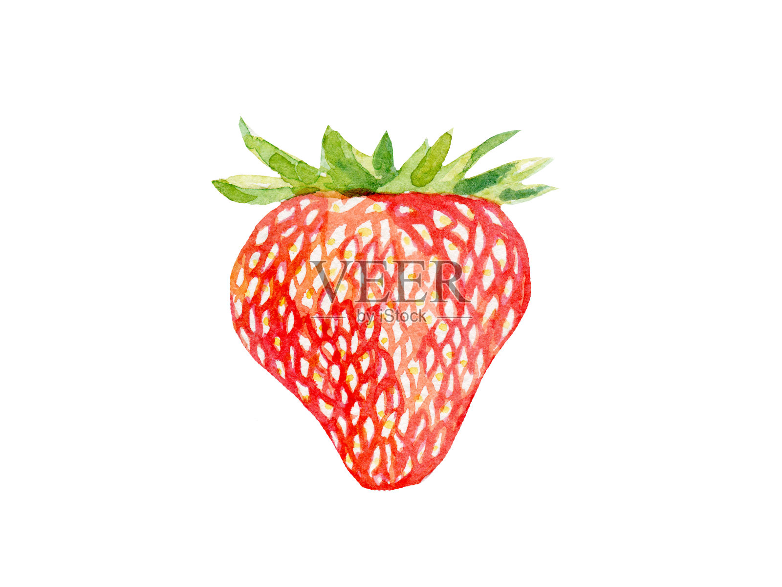新鲜的草莓插图。手绘水彩在白色的背景。插画图片素材