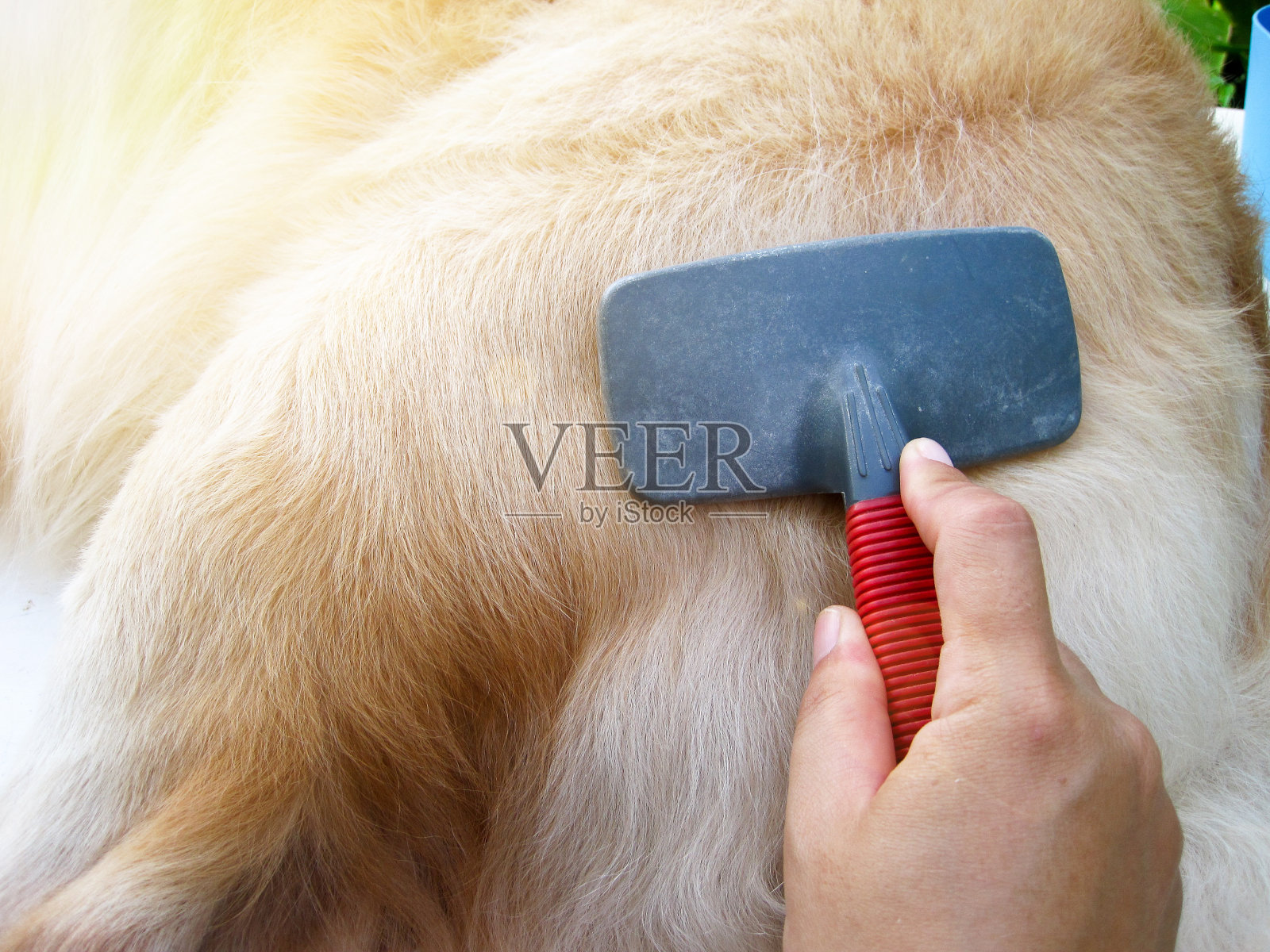 金毛猎犬得到毛发护理照片摄影图片