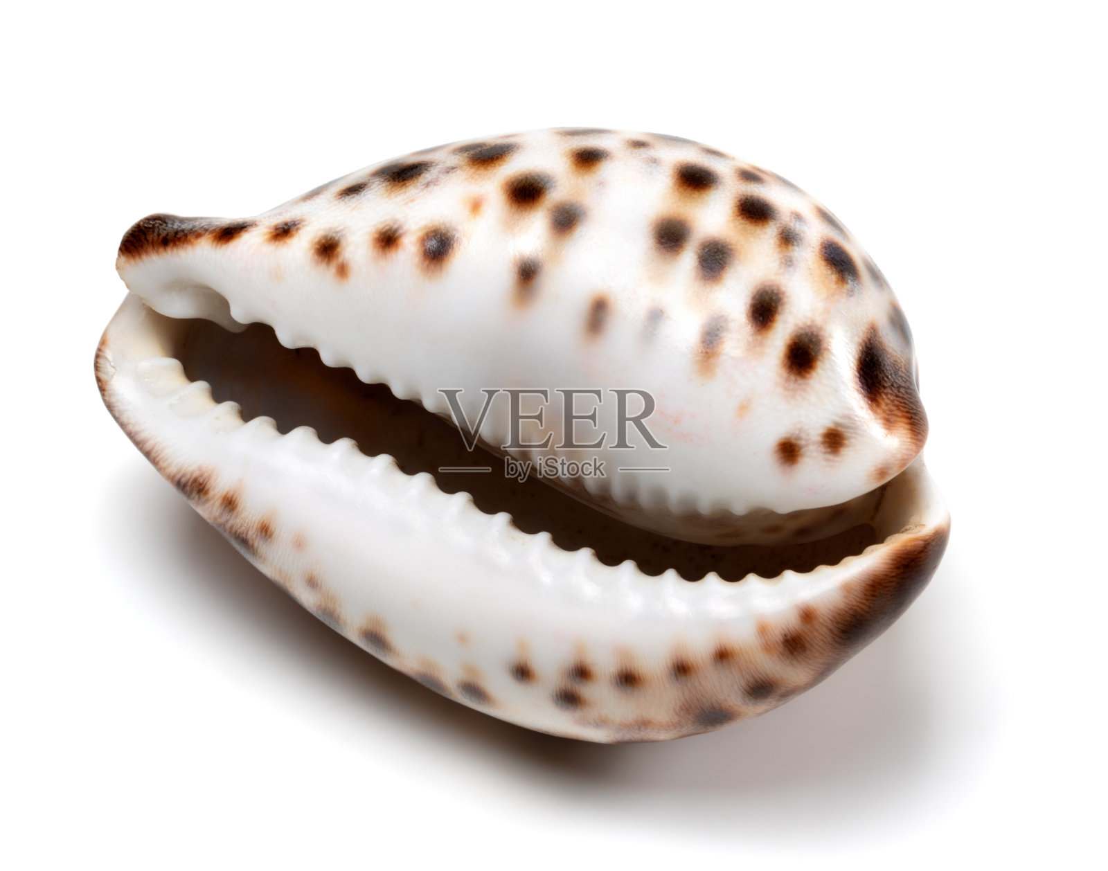 白底格里斯河的贝壳照片摄影图片