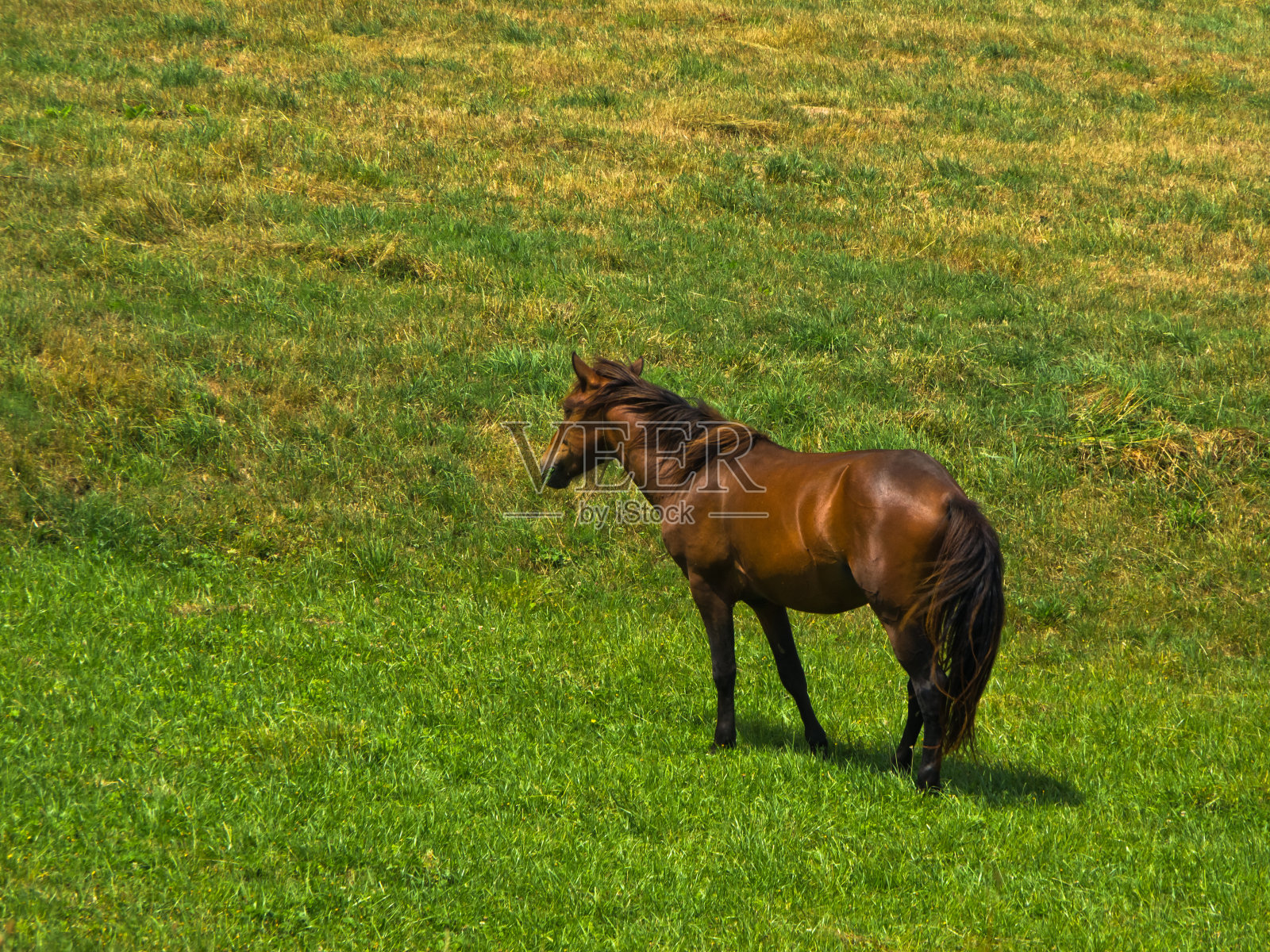 皮斯特阳光明媚的夏日，草地上的马照片摄影图片
