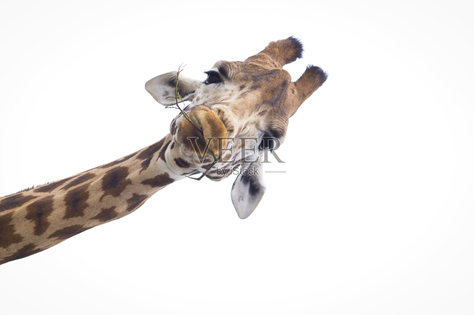 一头白色背景的长颈鹿的大头照照片摄影图片