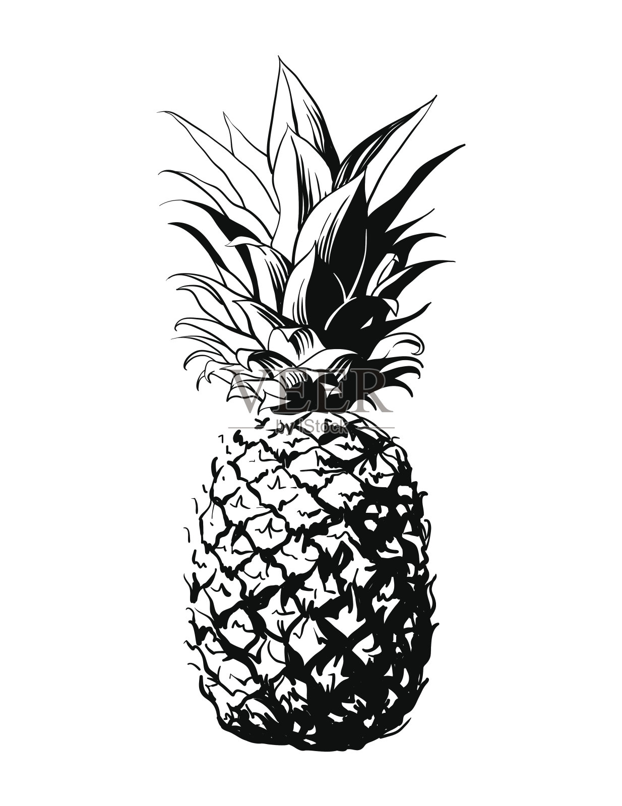 矢量手绘菠萝。插画图片素材