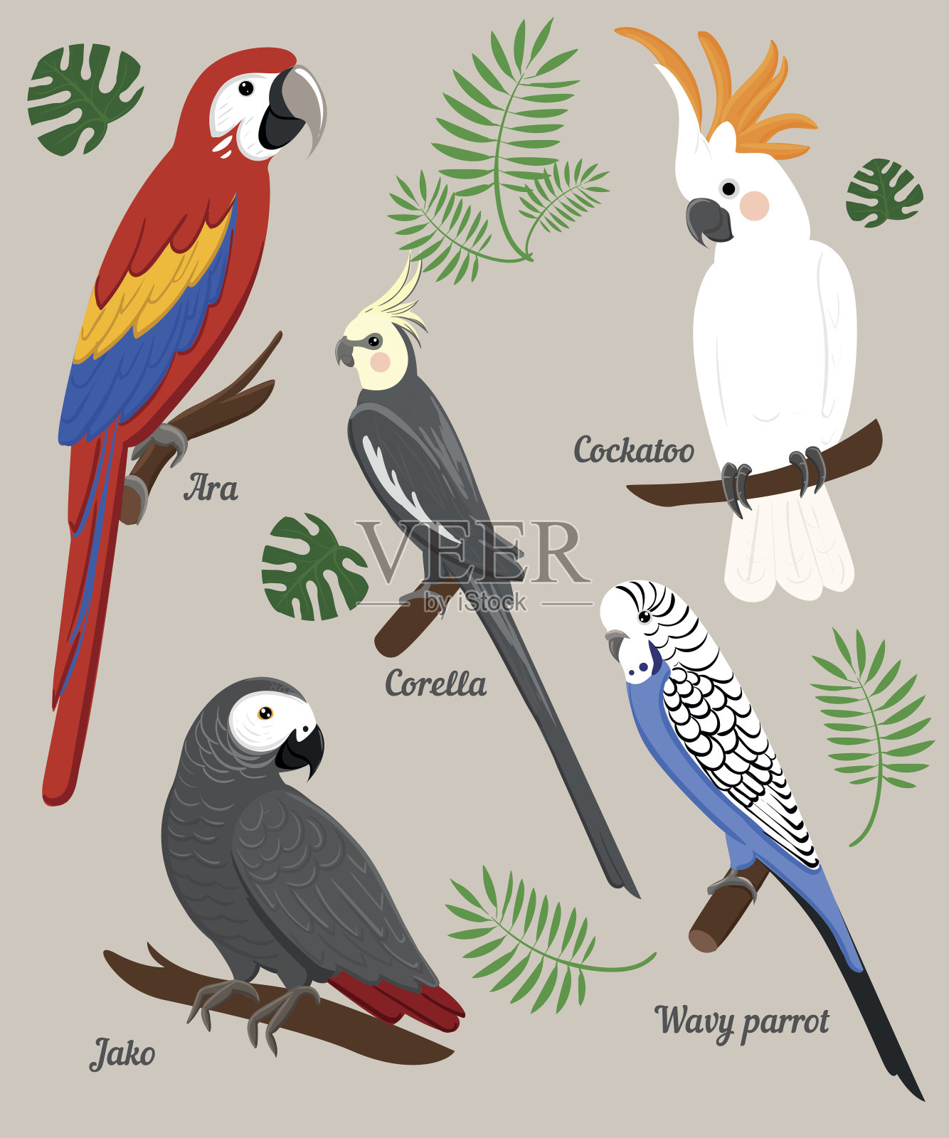 鹦鹉卡通矢量插图。鹦鹉集珍奇鸟类设计元素图片