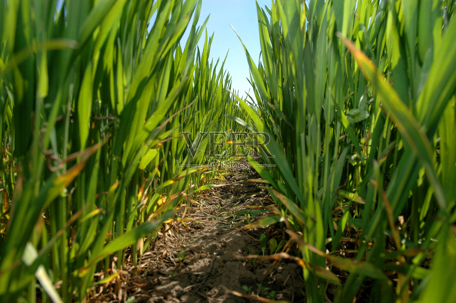 麦田里的小麦幼苗照片摄影图片