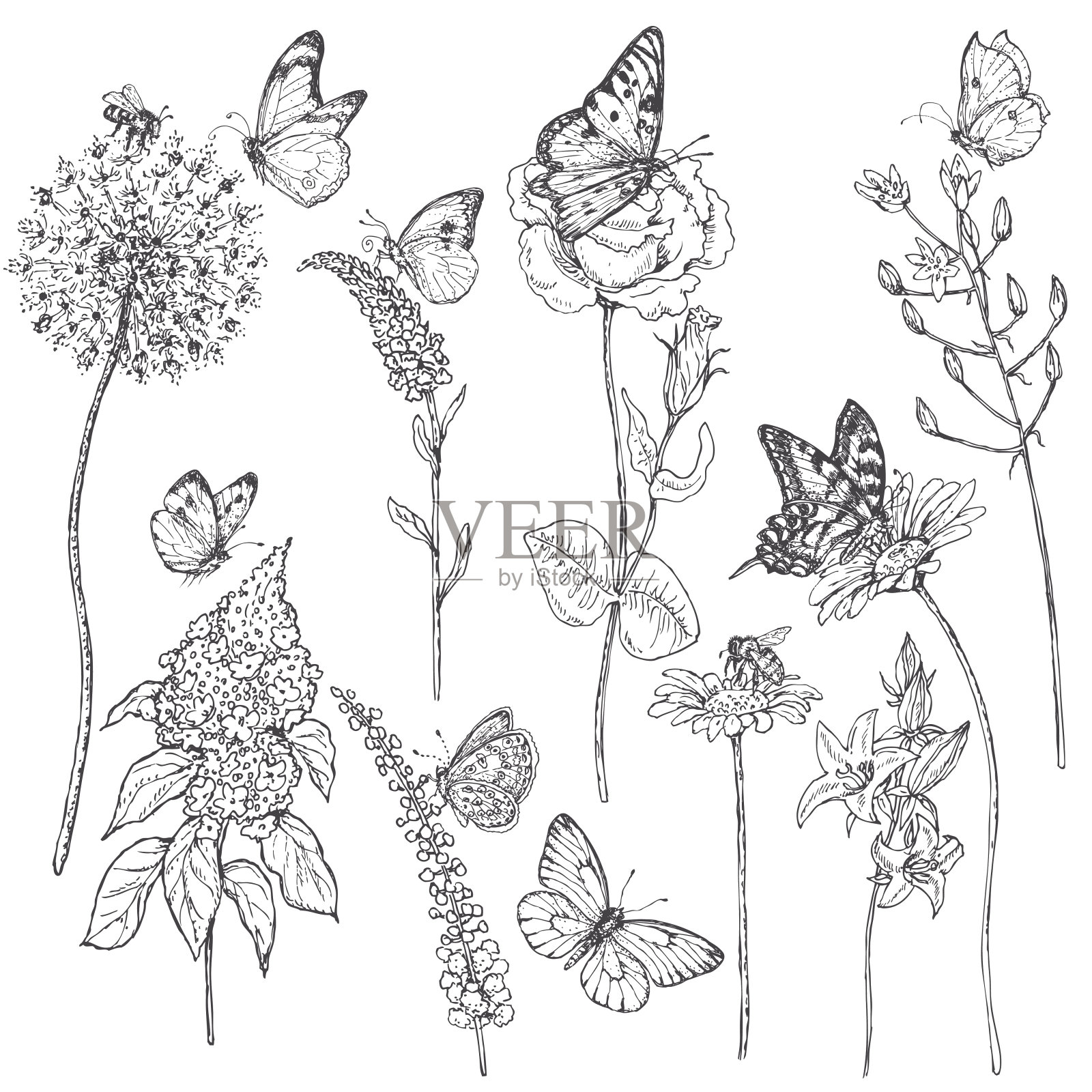 野花和昆虫素描插画图片素材