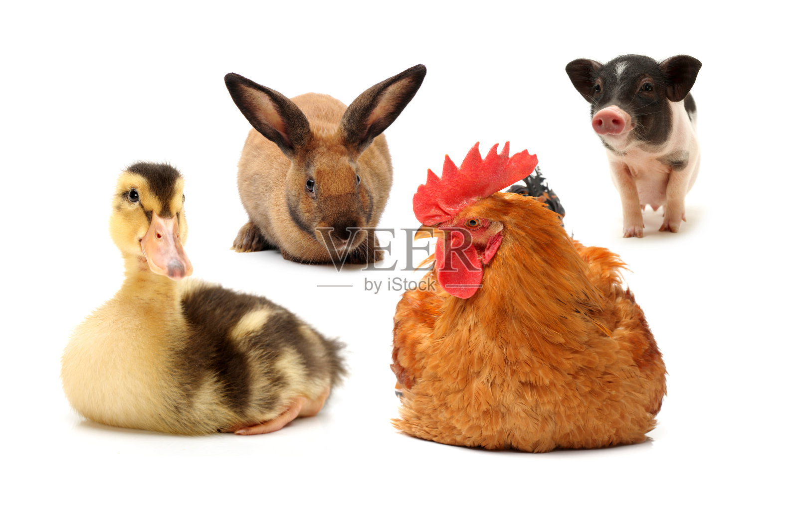 宠物(鸡，鸭，兔，猪)在白色的背景照片摄影图片