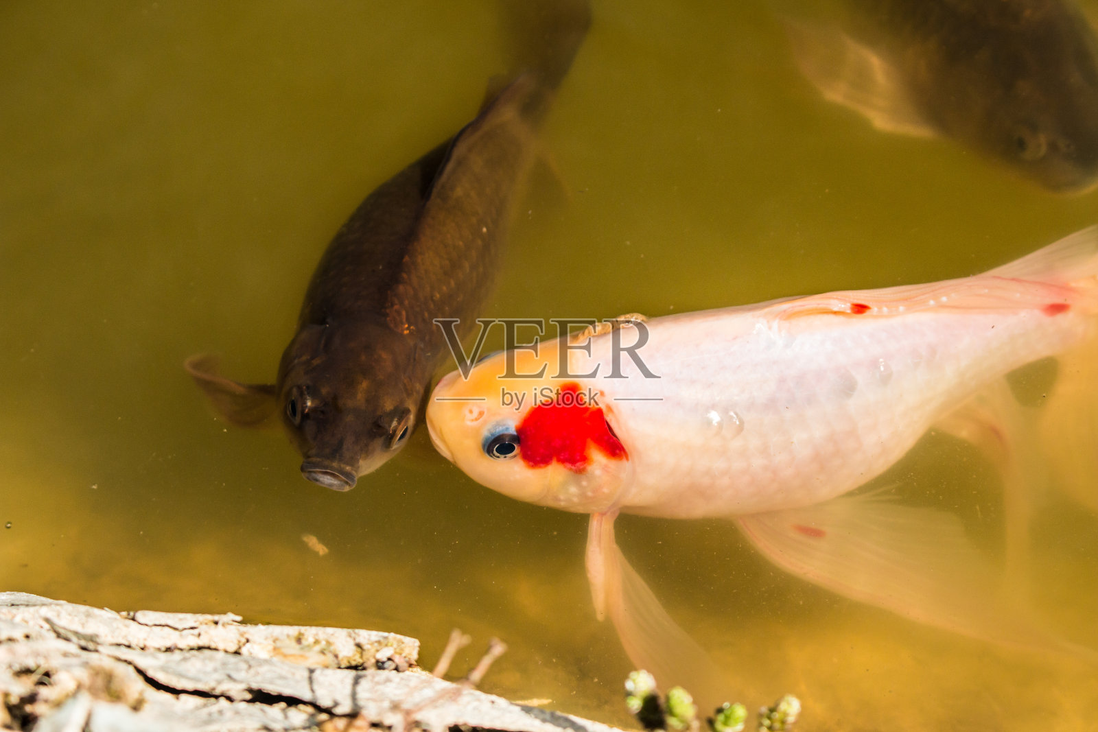 红色装饰鲤鱼漂浮在池塘附近的水面照片摄影图片