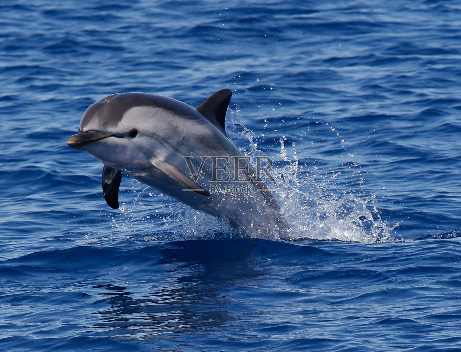 条纹海豚跳跃照片摄影图片