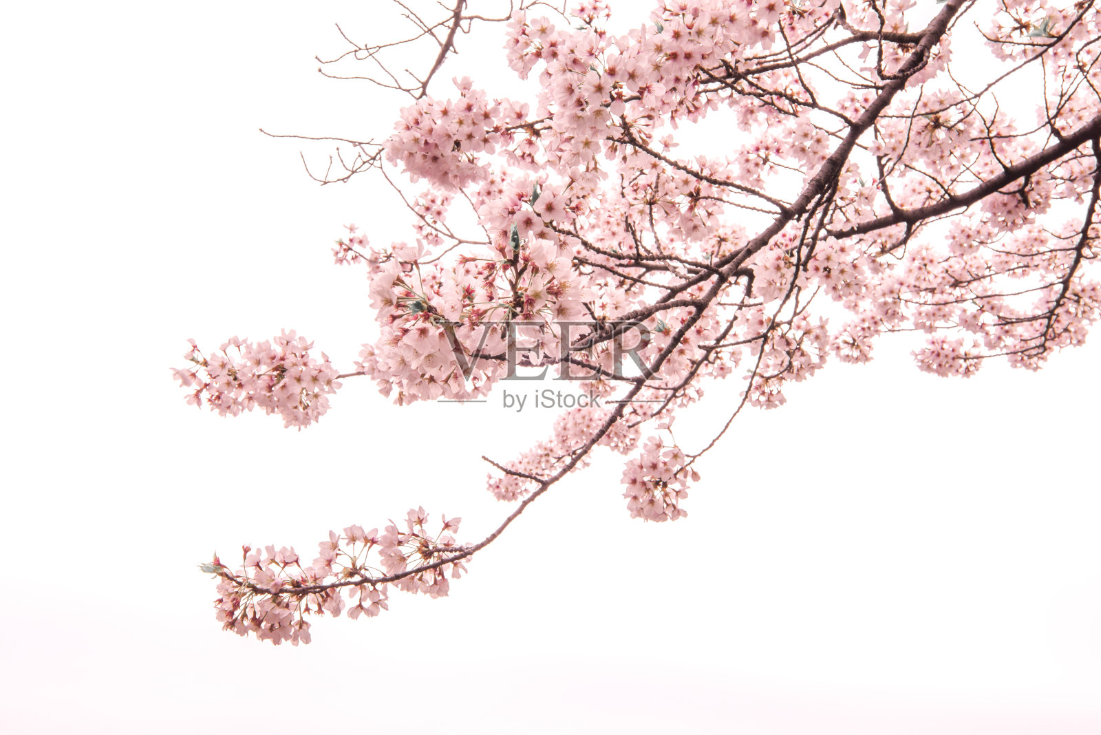 樱花与柔焦点，樱花季节在日本，背景照片摄影图片