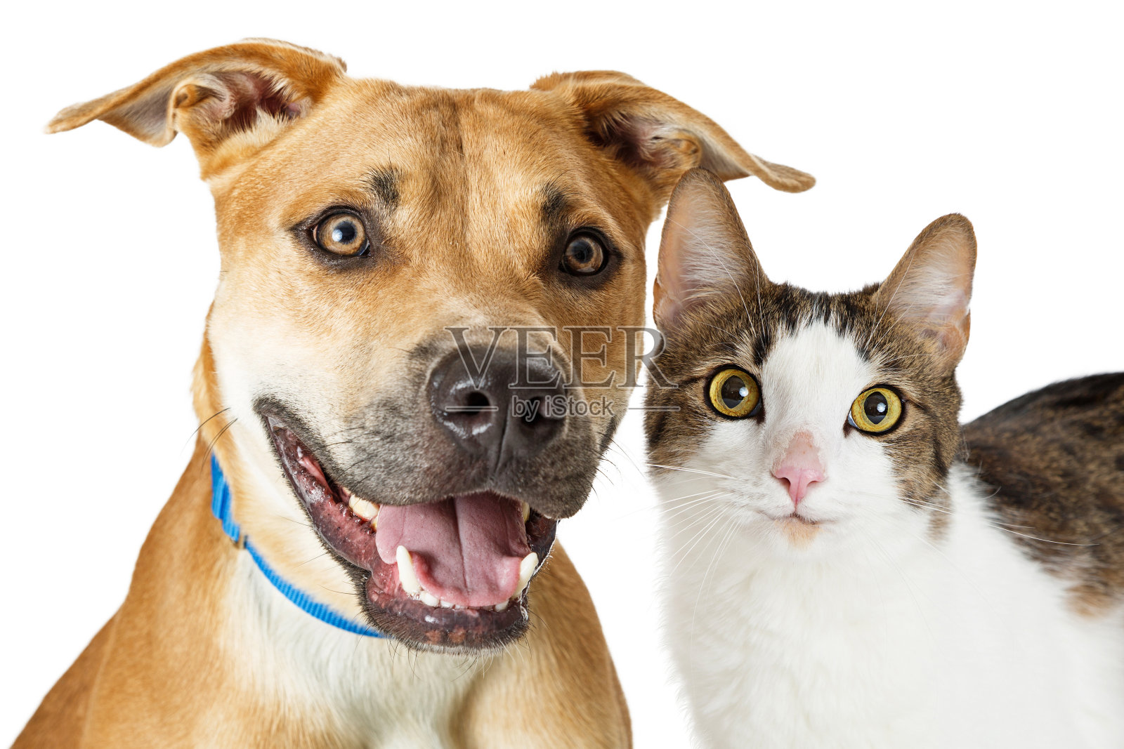 快乐的杂交猫和狗在一起照片摄影图片