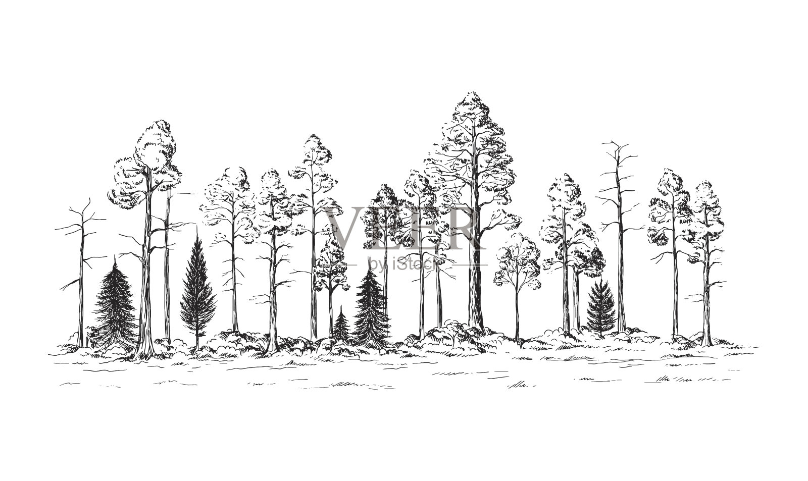 森林的全景从不同的树木插画图片素材