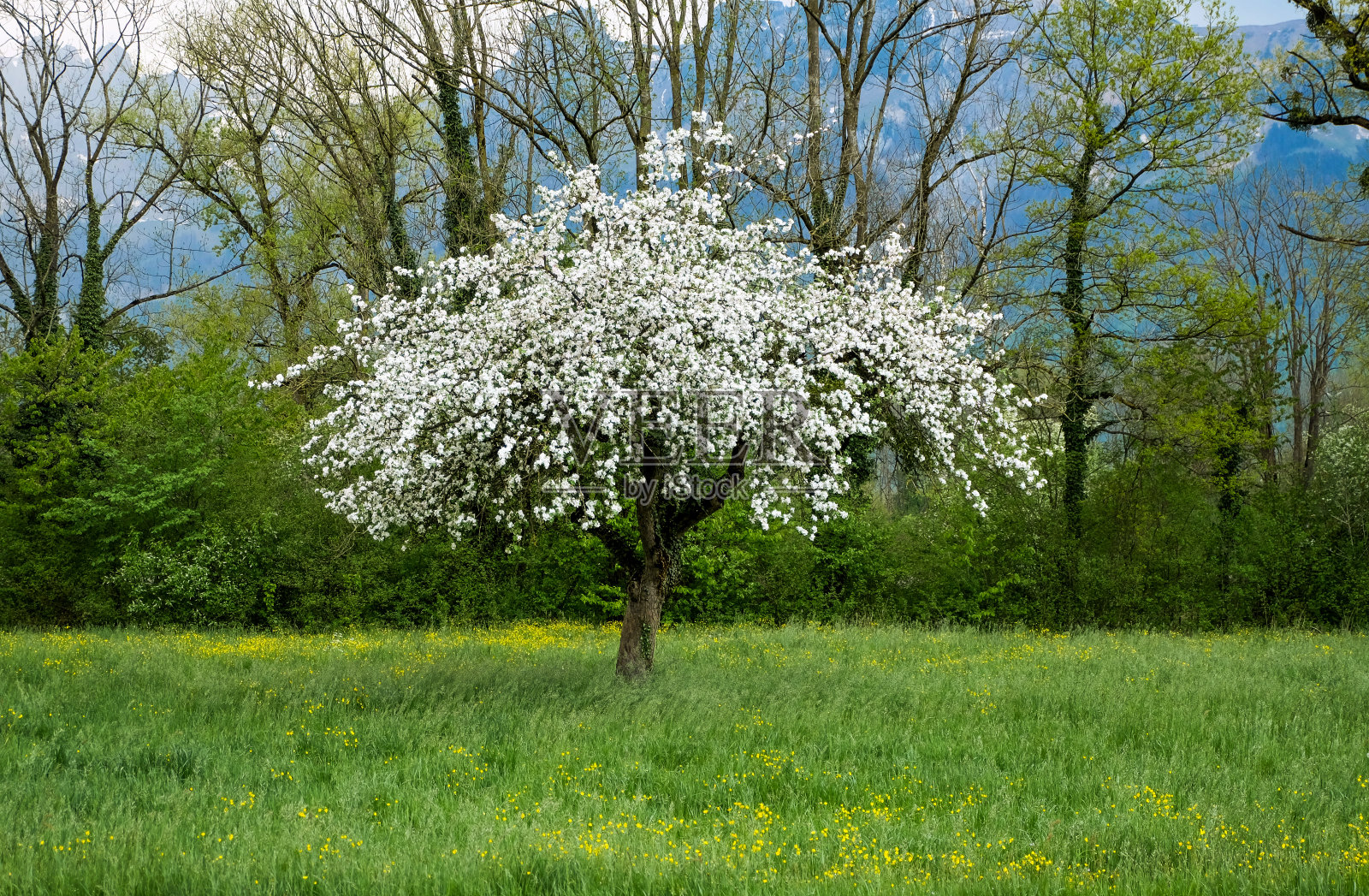 草地上的一棵盛开的苹果树照片摄影图片