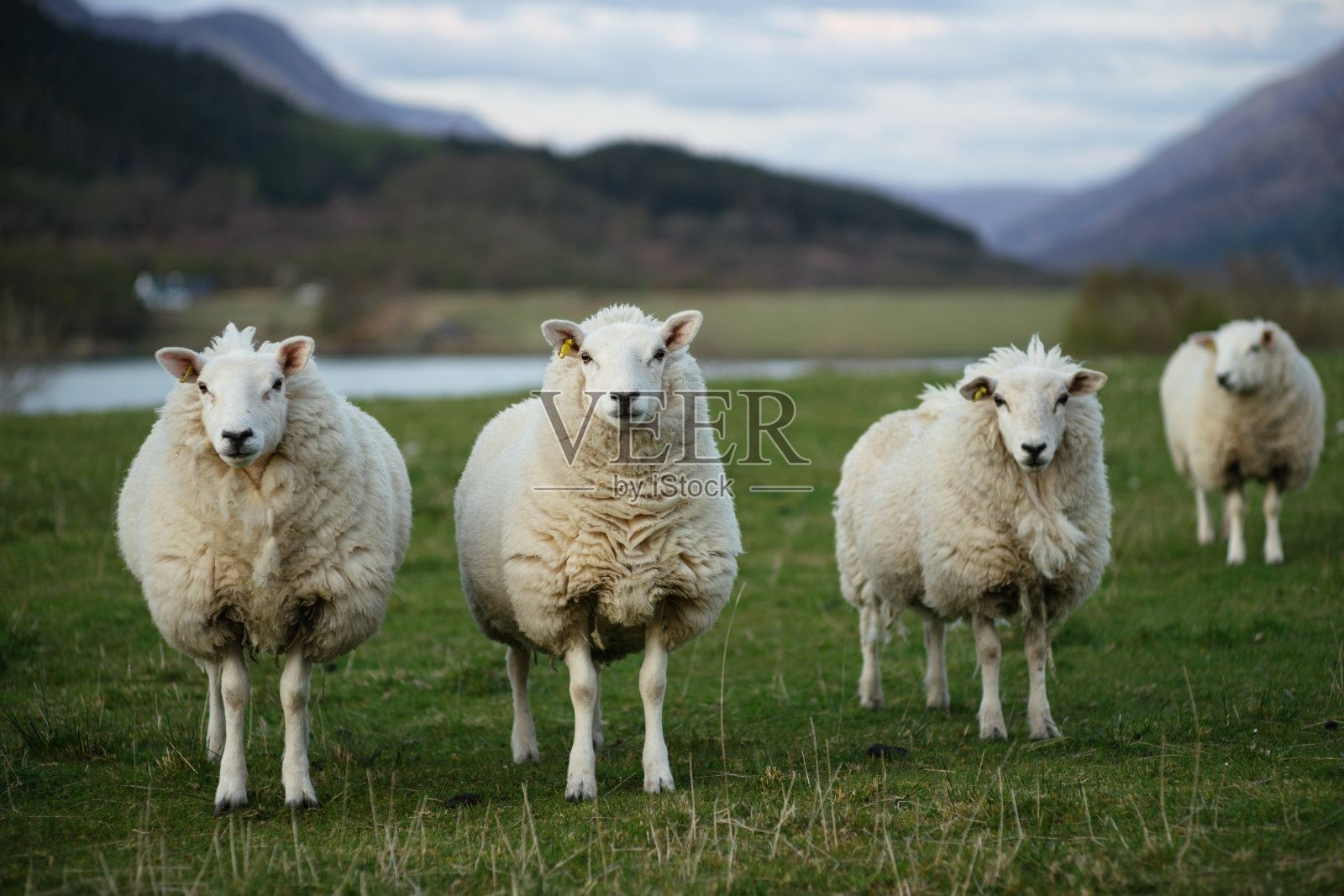 苏格兰的羊(3)照片摄影图片