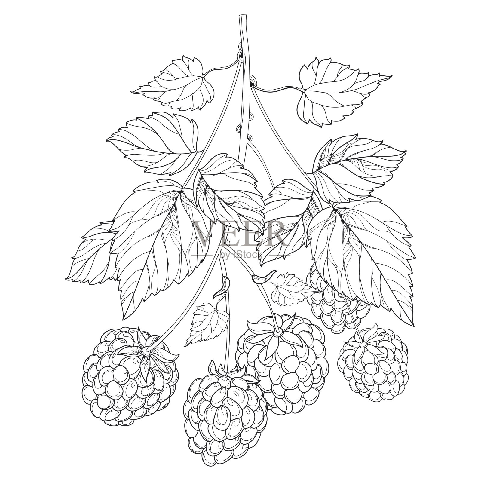 分枝具轮廓树莓具浆果和叶在黑色孤立在白色上。插画图片素材