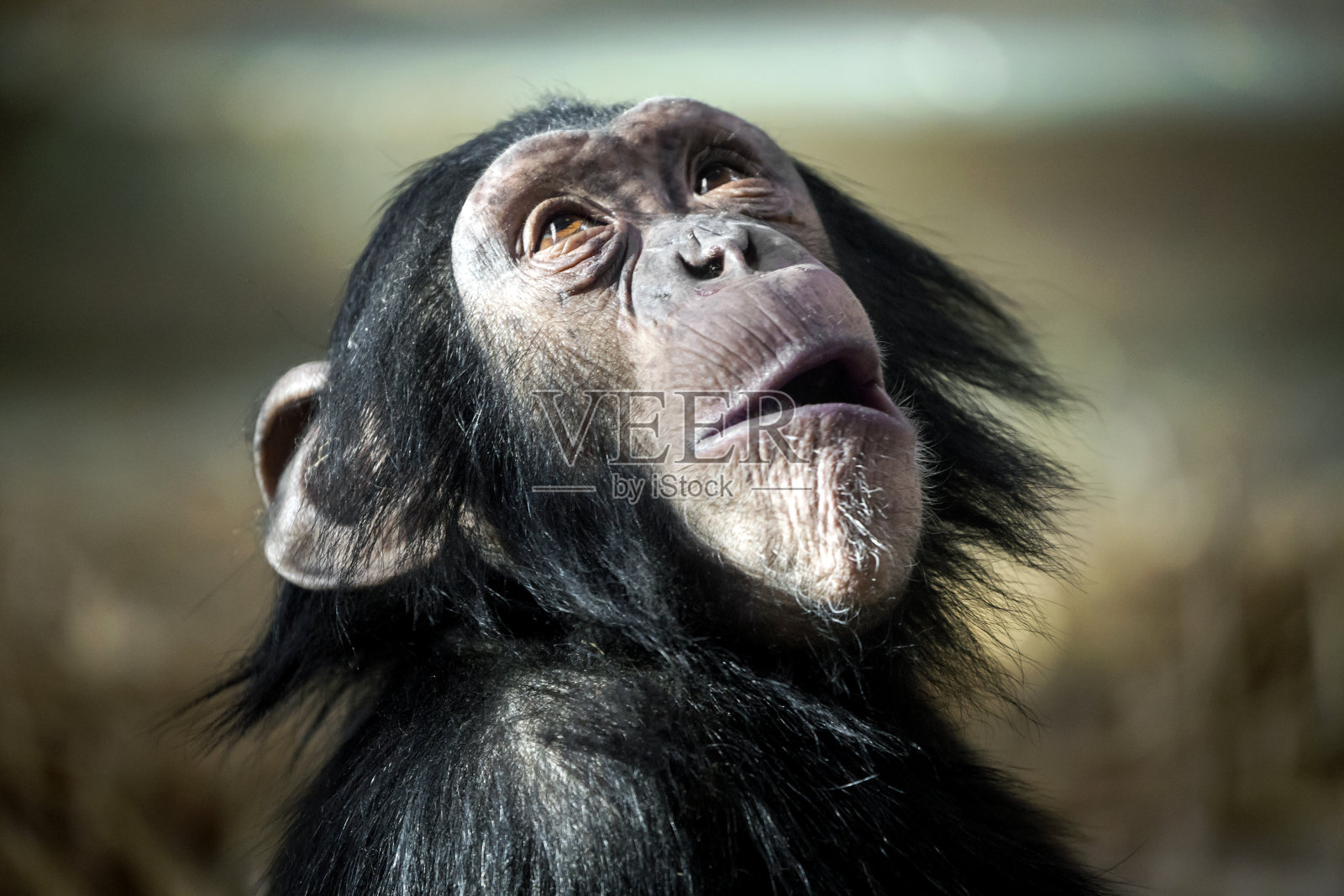 黑猩猩照片摄影图片