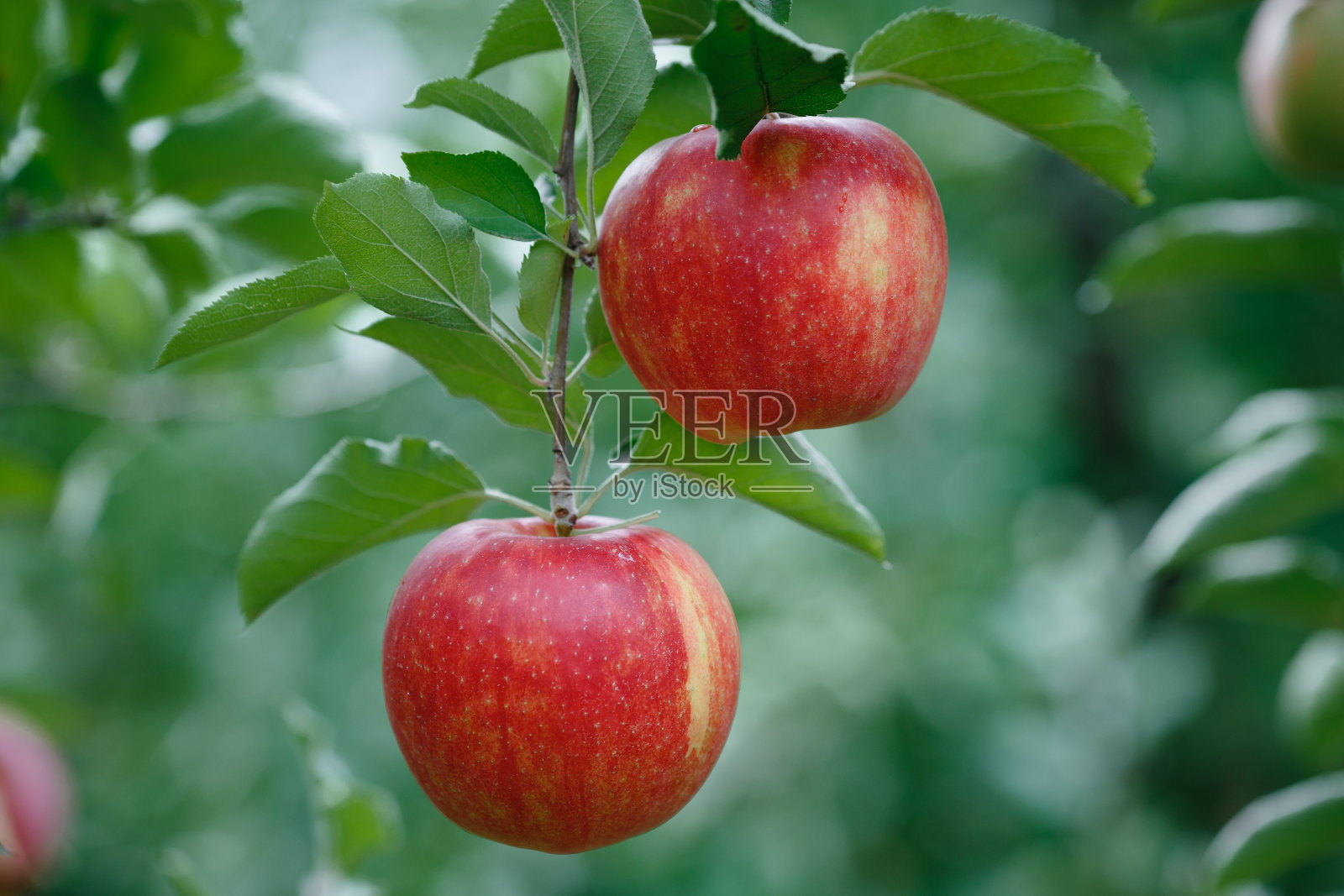 一个有新鲜红苹果的树枝的特写照片摄影图片