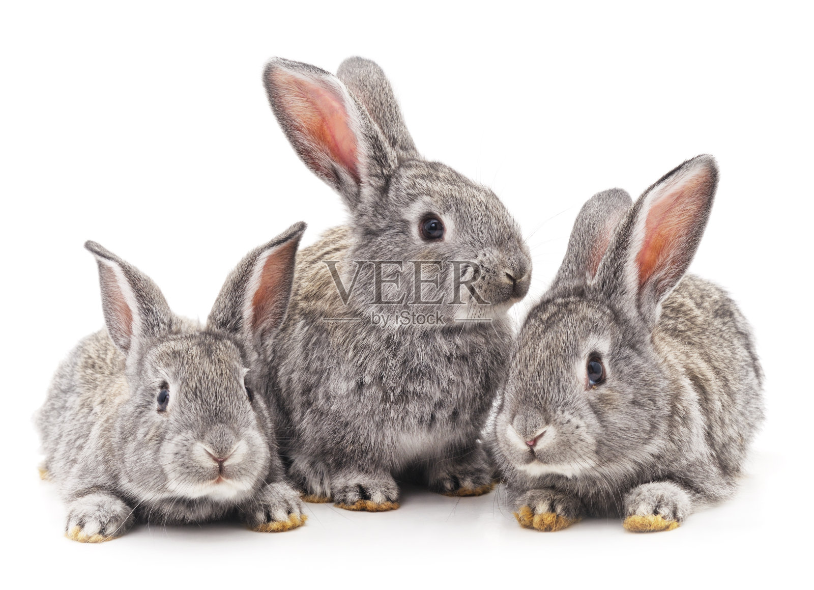 三只兔子。照片摄影图片