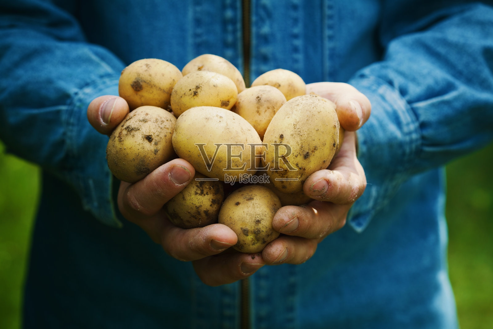 有机土豆或马铃薯在农民的手中在花园里收获照片摄影图片