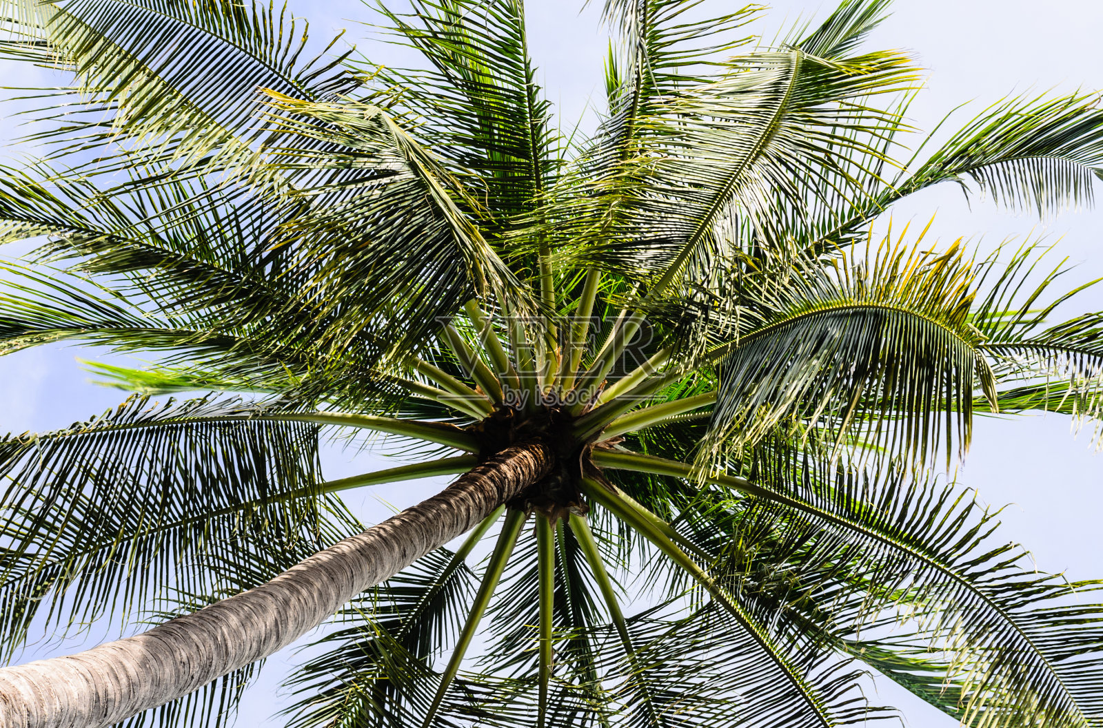 椰子树下的景色照片摄影图片