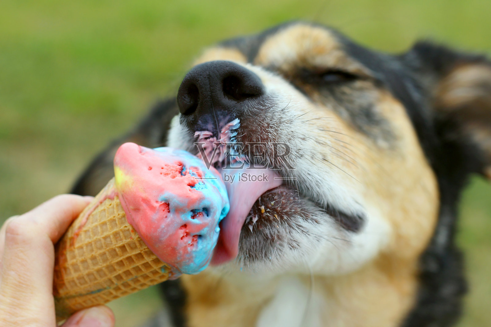 快乐的狗舔冰淇淋蛋筒照片摄影图片
