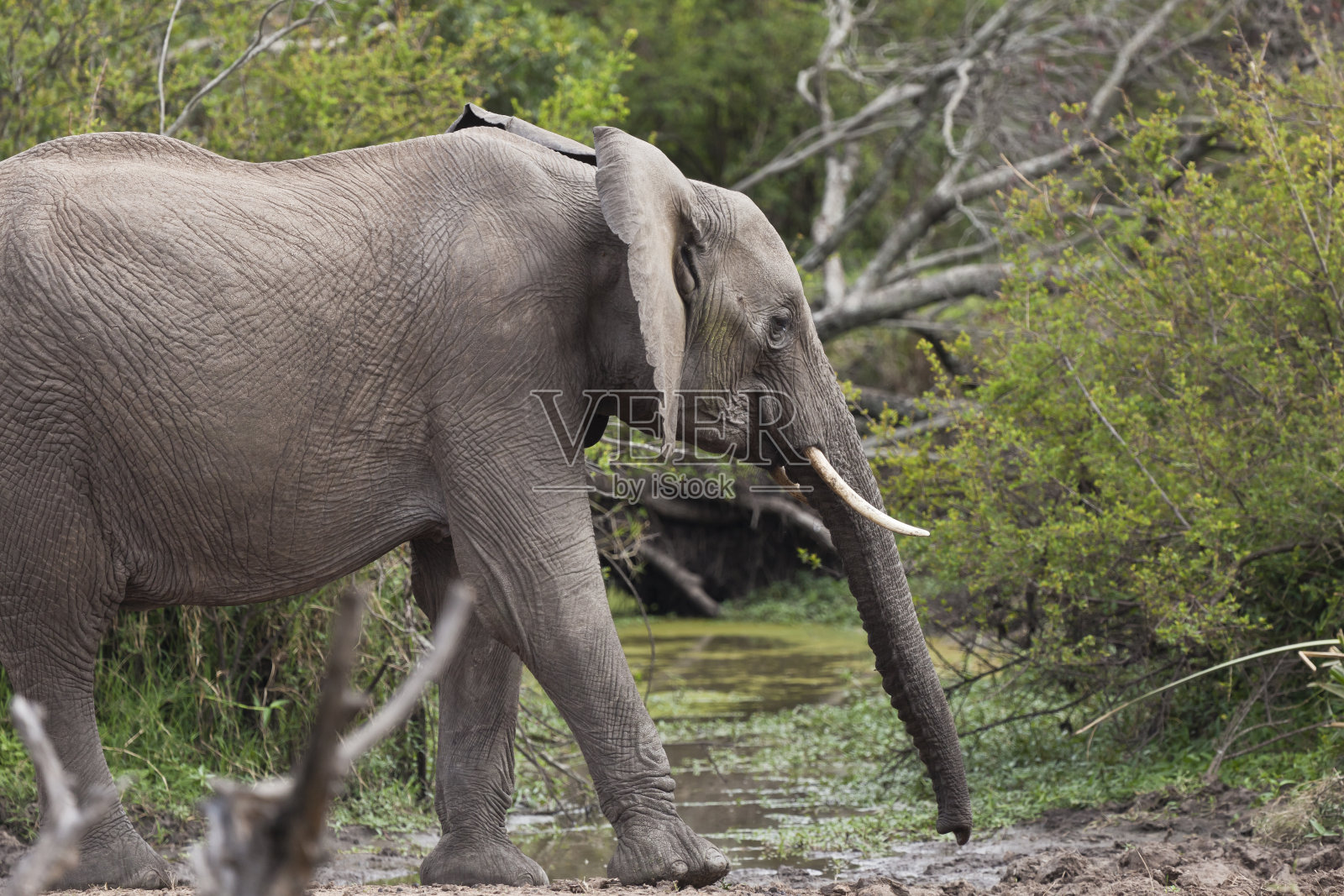 在肯尼亚马赛马拉森林里放牧的大象照片摄影图片
