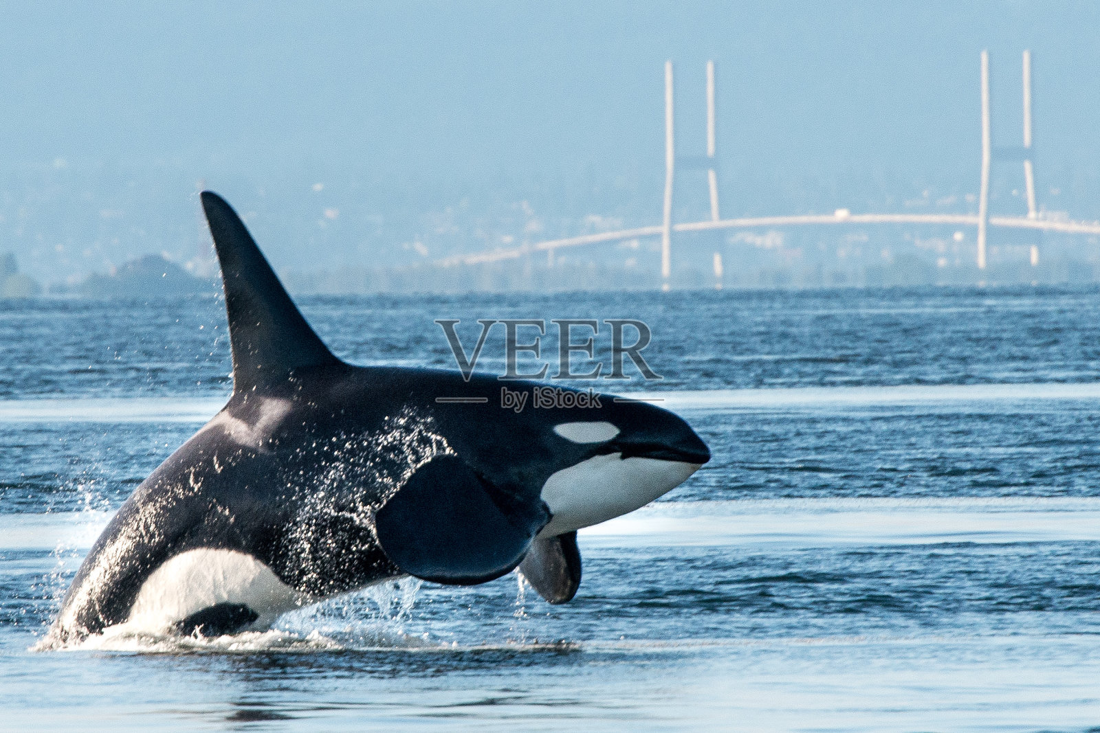 逆戟鲸在温哥华港冲破堤坝照片摄影图片