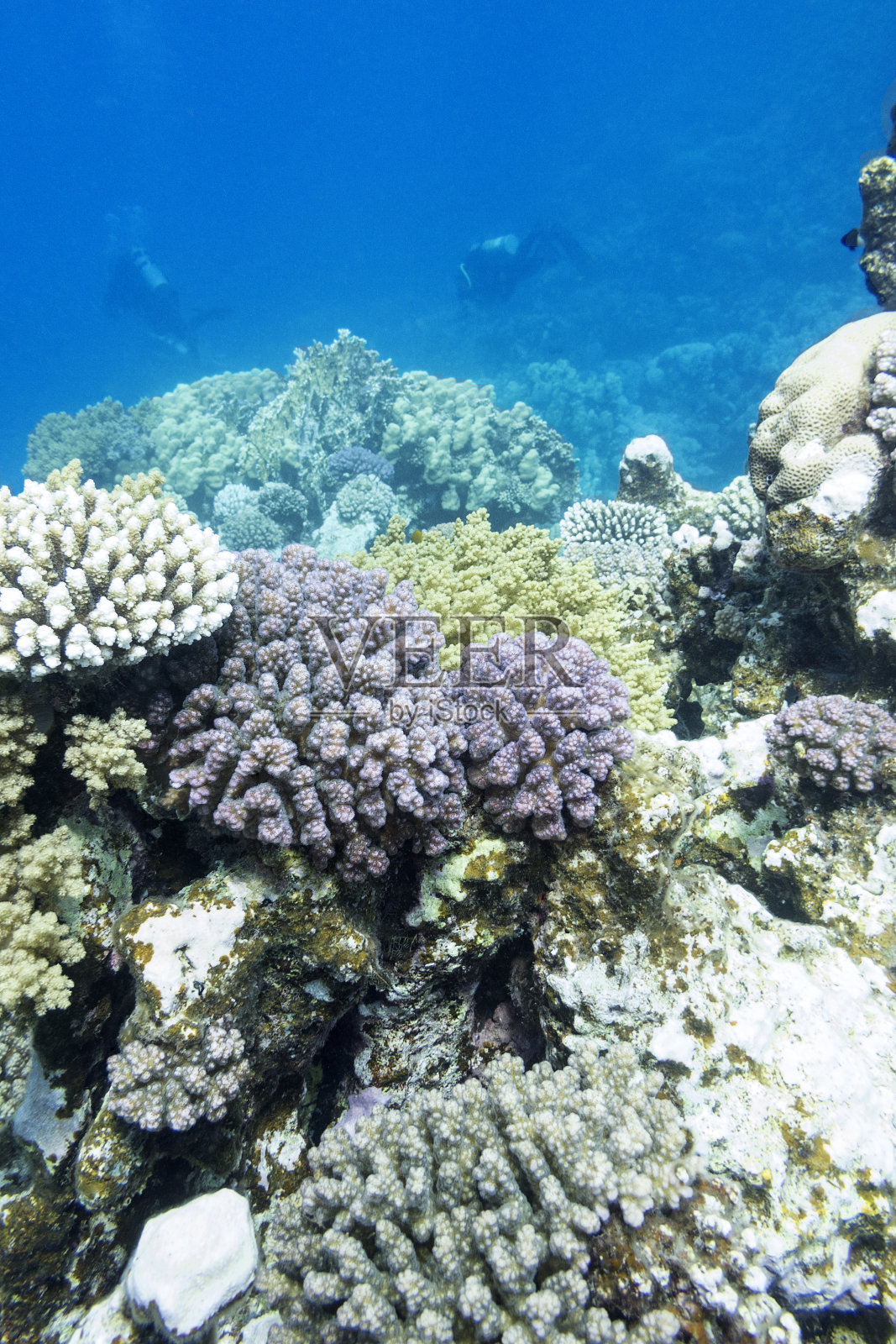 五彩缤纷的珊瑚礁与潜水员在热带海洋中，水下照片摄影图片