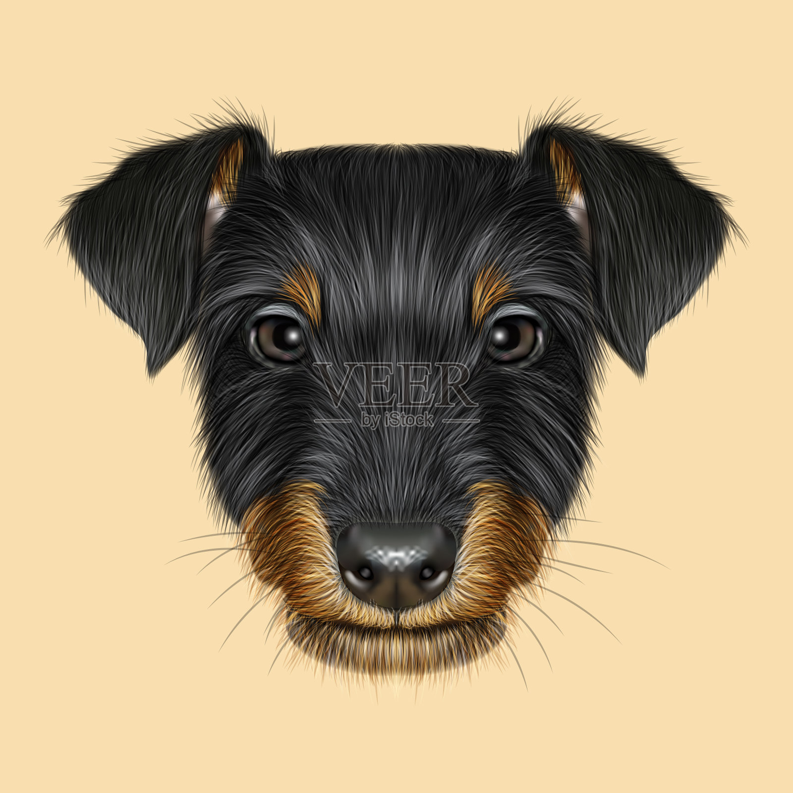 插图肖像的Jagdterrier狗。照片摄影图片