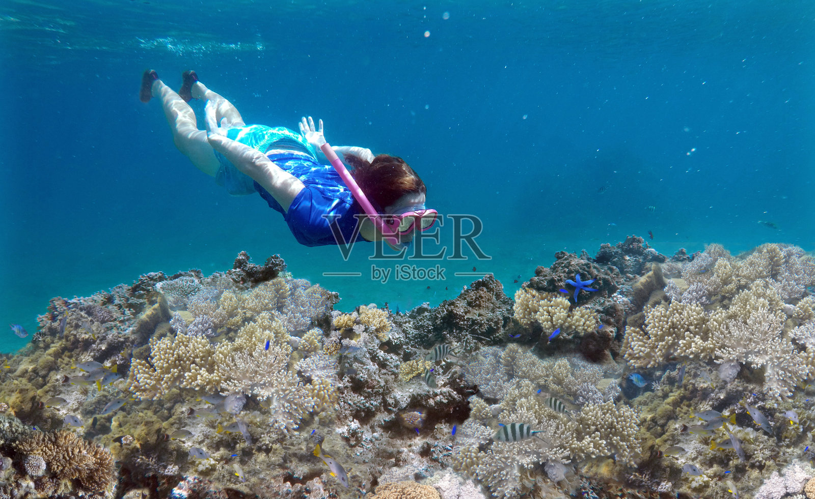 女人浮潜在斐济珊瑚礁的水下照片摄影图片