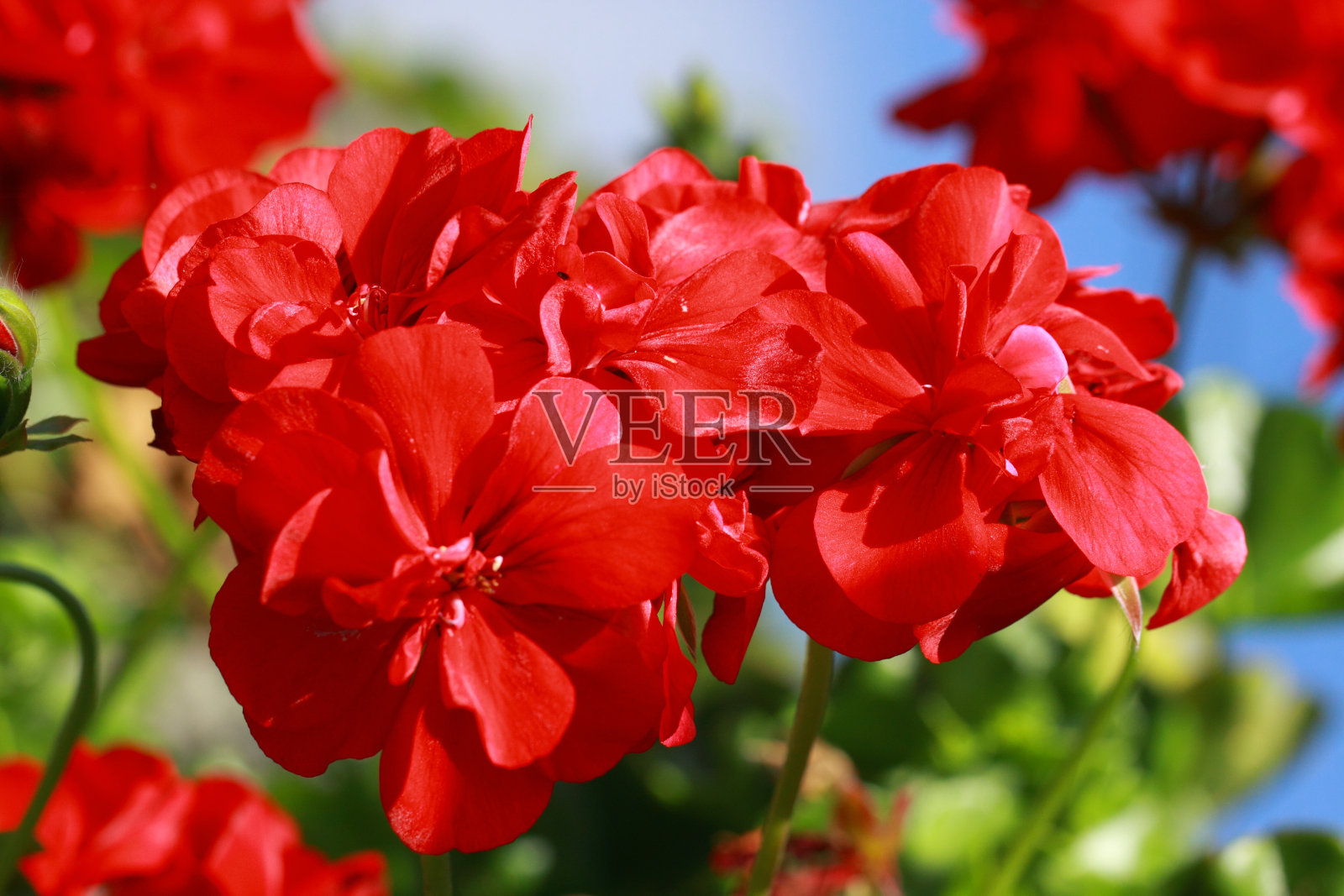 美丽的红色天竺葵花照片摄影图片
