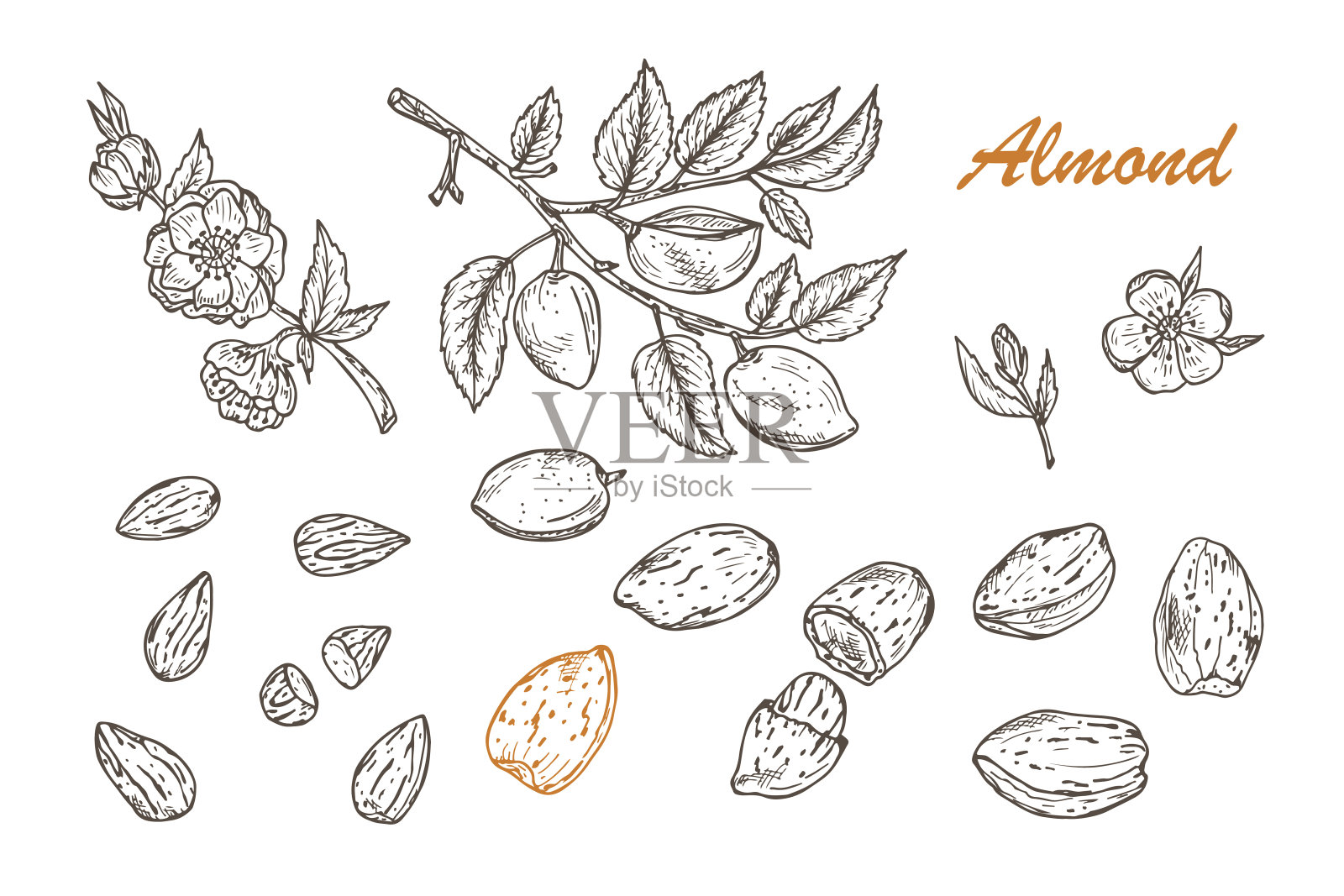 手画杏仁:有叶子和未成熟果实的树枝。盛开的杏仁。坚果和内核。矢量插图。插画图片素材