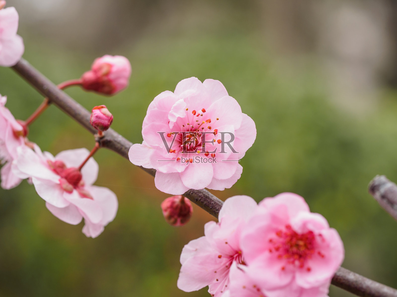 春花系列:公园里美丽的红梅，前景和背景模糊。照片摄影图片