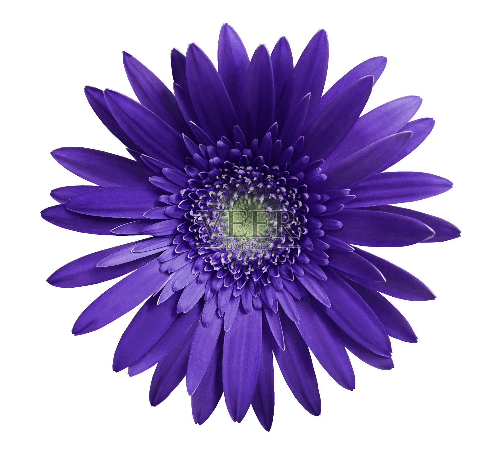 紫罗兰非洲菊花在白色孤立的背景与修剪路径。特写镜头。没有阴影。为设计。大自然。照片摄影图片