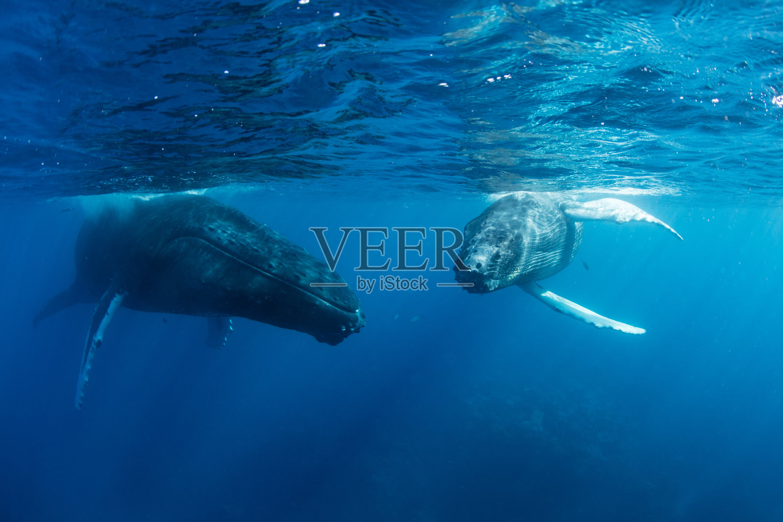座头鲸幼崽和母鲸照片摄影图片