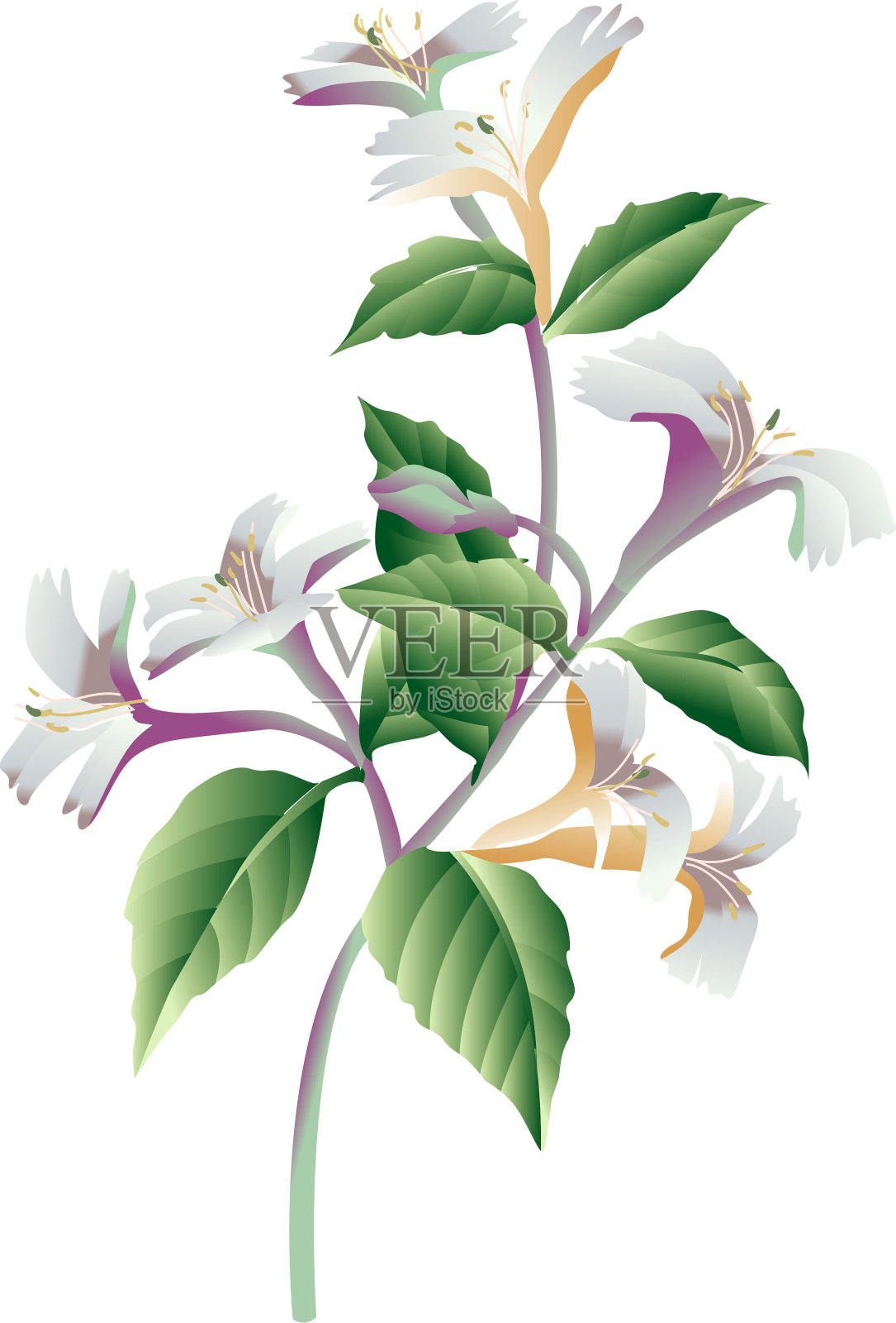 白色背景下的植物特写镜头插画图片素材