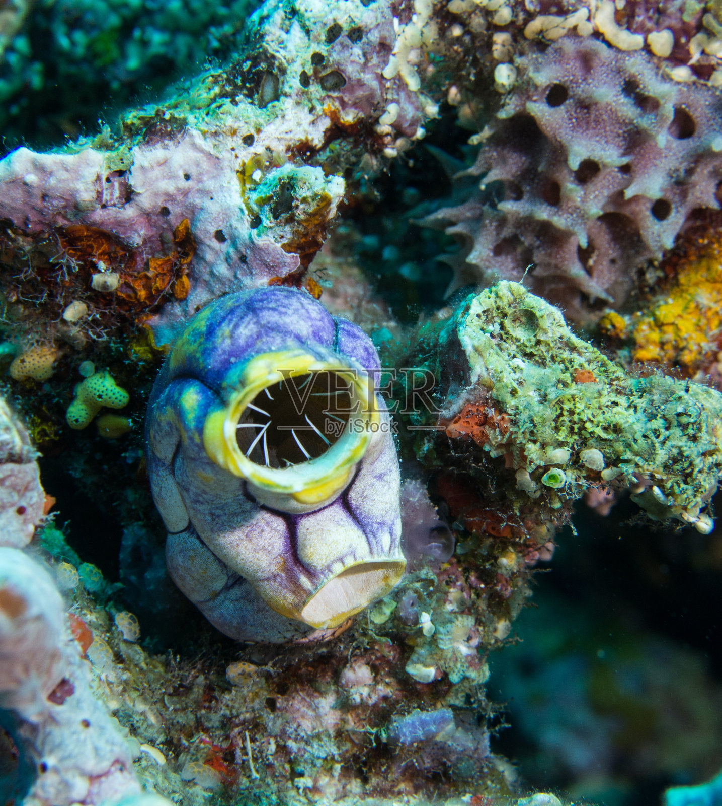 澳大利亚大堡礁上的海鞘或海囊动物照片摄影图片