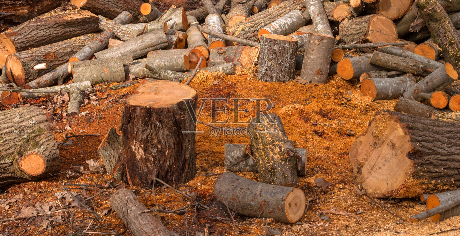 劈开的树干，躺在森林里。木工行业。树干倒在了树的周围。照片摄影图片
