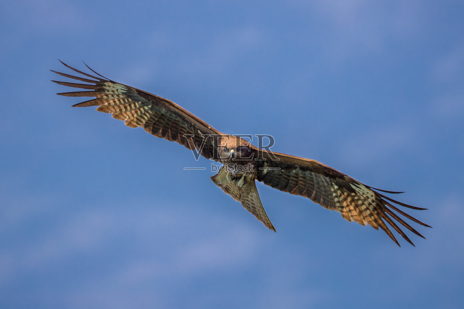 黑鸢(Milvus migrans)在飞行照片摄影图片
