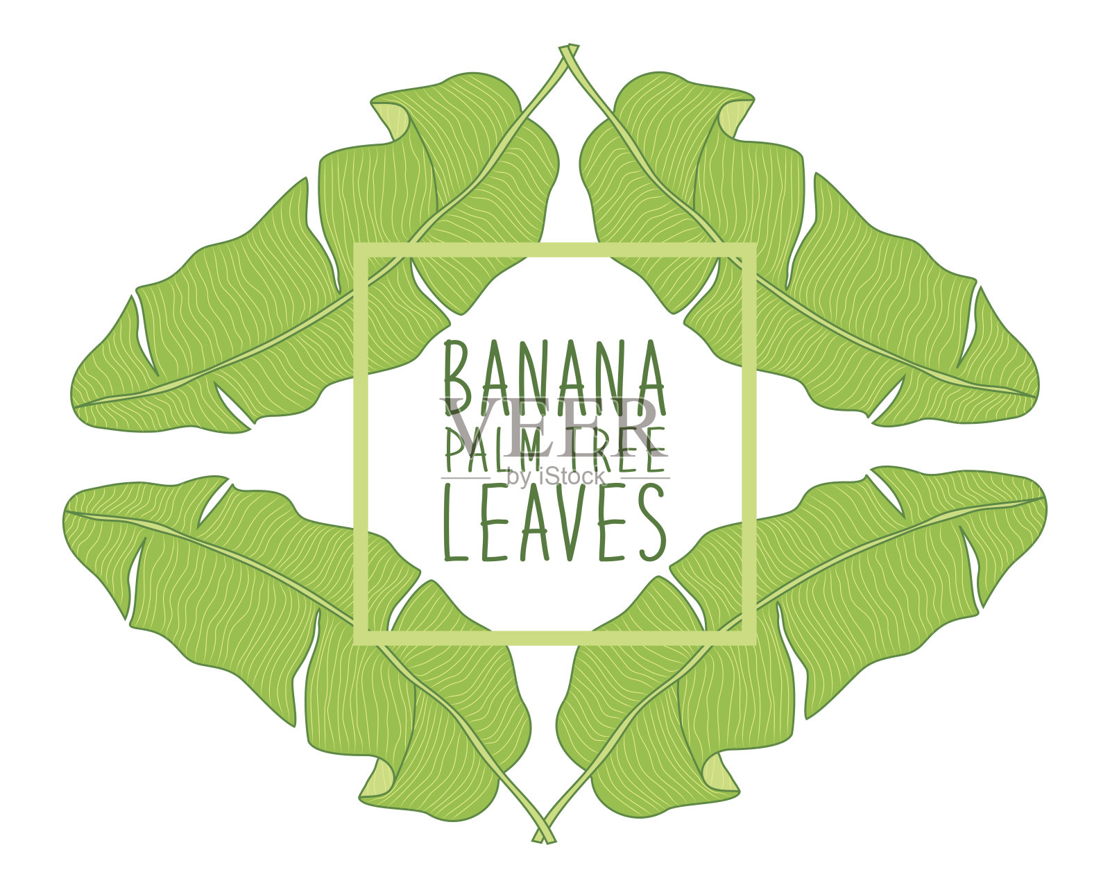 美丽的绿色植物框架与树叶，如香蕉棕榈树的叶子插画图片素材
