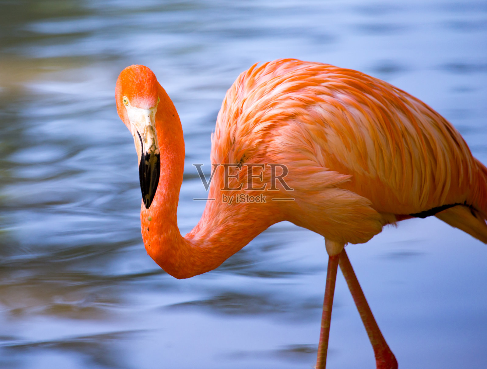 粉红色的火烈鸟在大自然的池塘里照片摄影图片