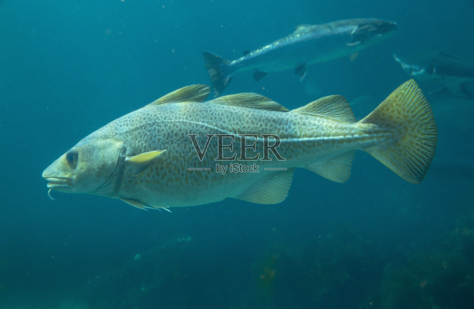 挪威奥勒松大西洋公园的波罗的海鳕鱼照片摄影图片