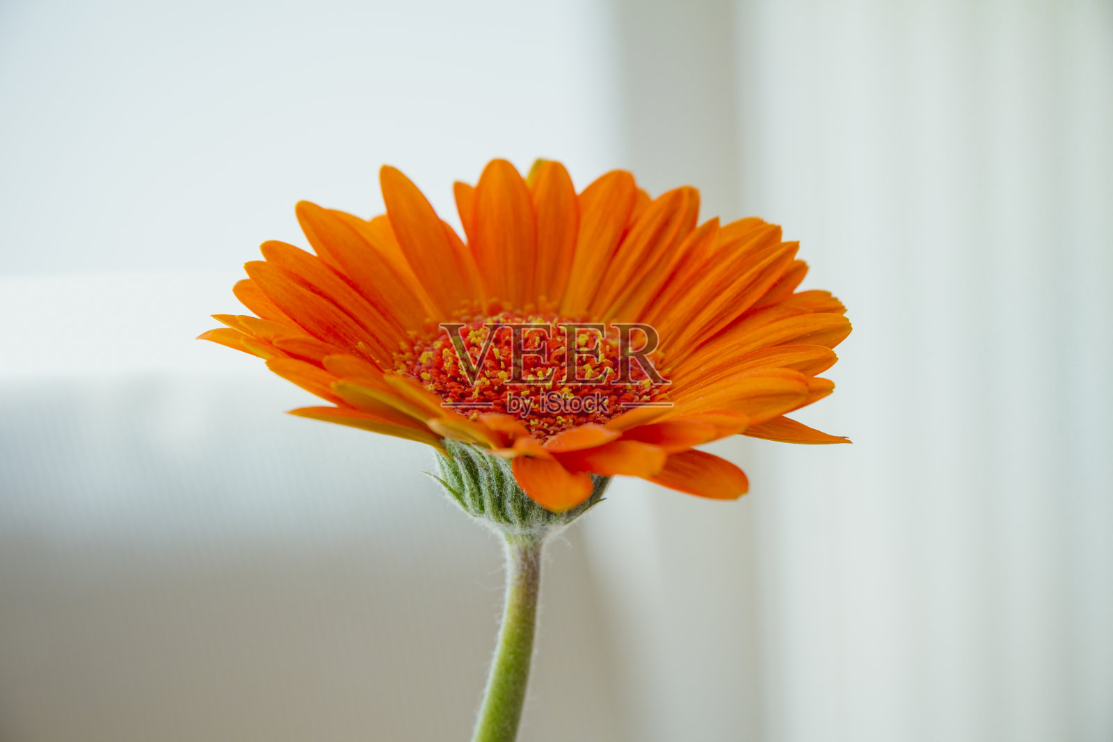 橙色非洲菊花在白色的背景照片摄影图片