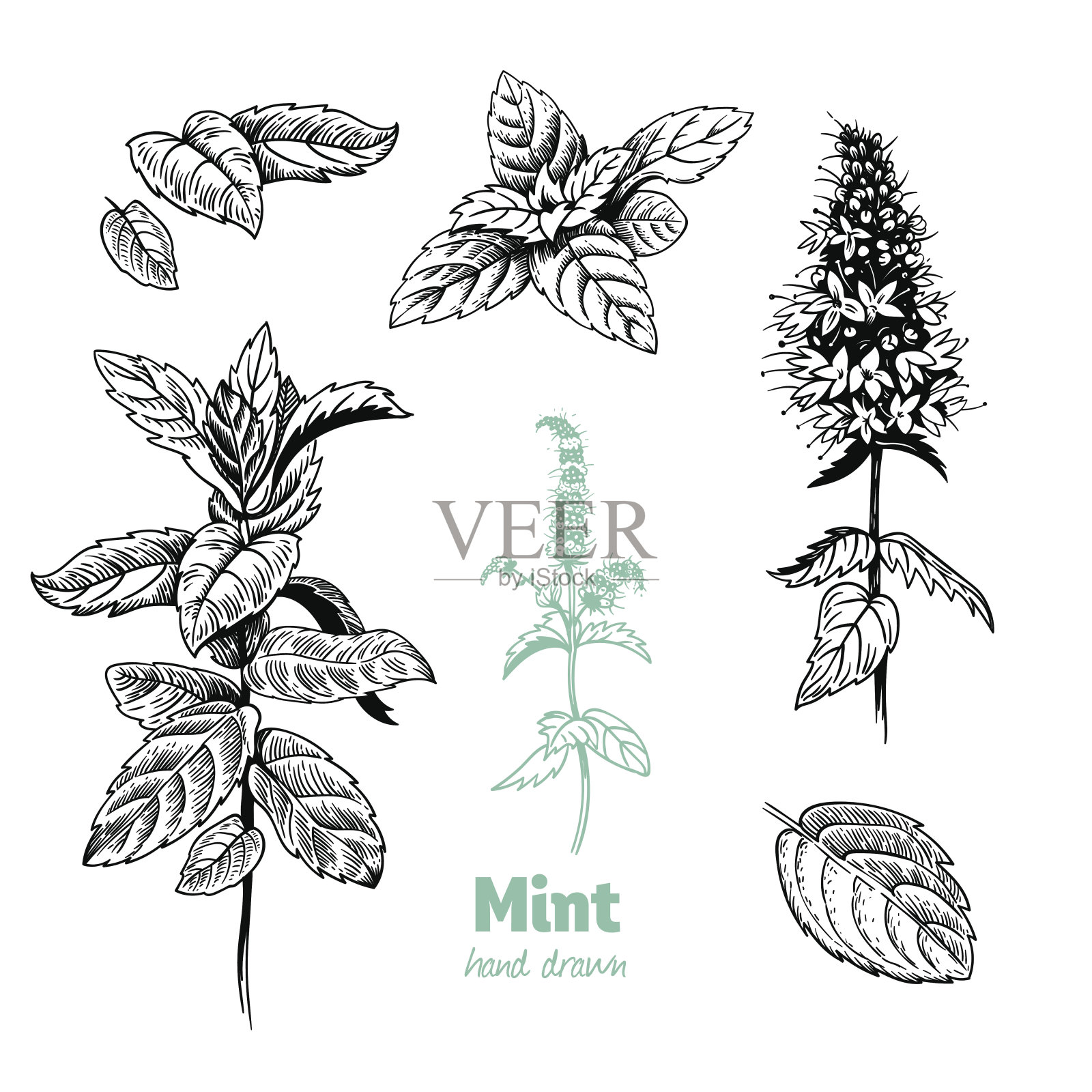 薄荷植物，叶子和花矢量手绘插图设计元素图片