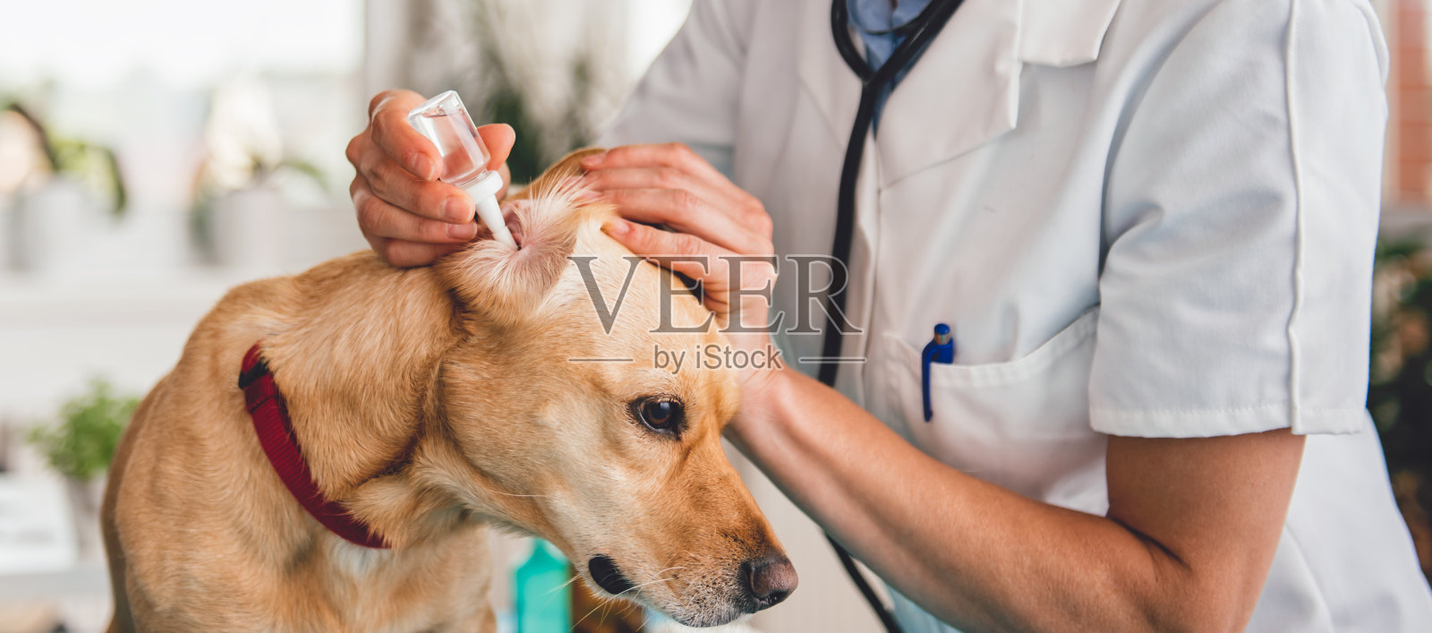兽医清洗狗耳朵照片摄影图片