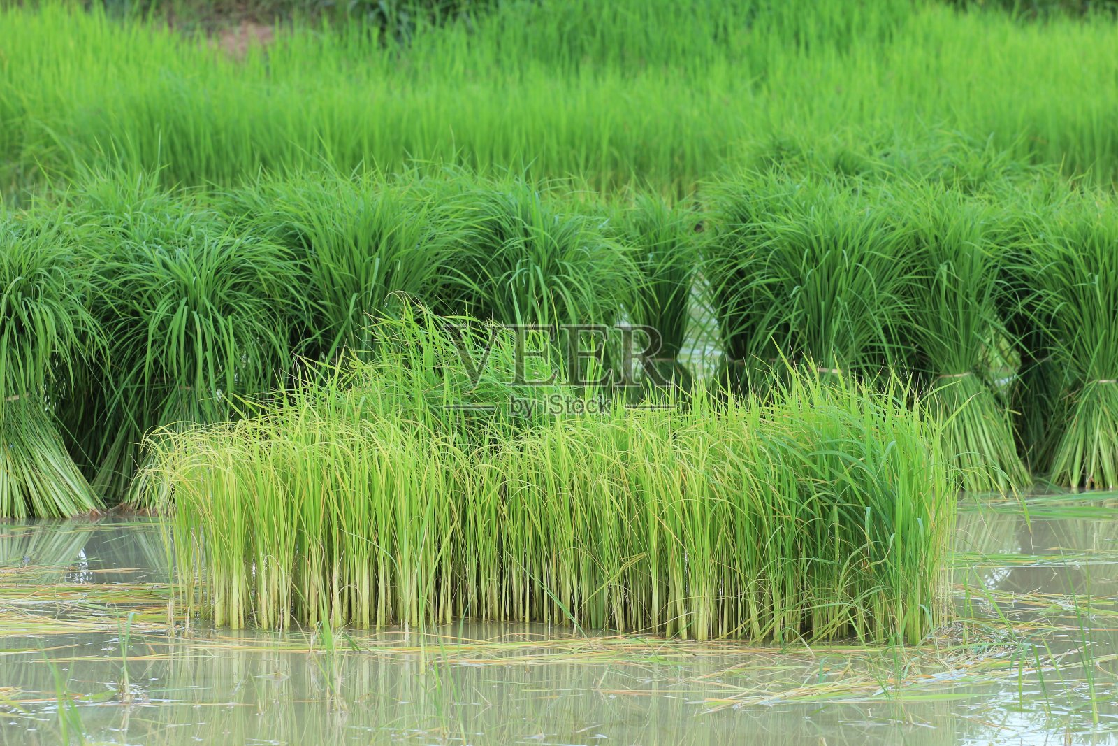 水稻幼苗照片摄影图片