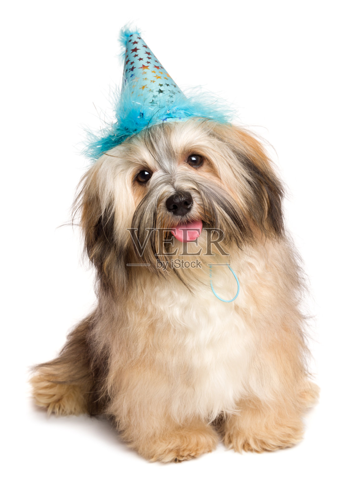快乐比雄哈瓦那小狗狗在一个蓝色的派对帽子照片摄影图片