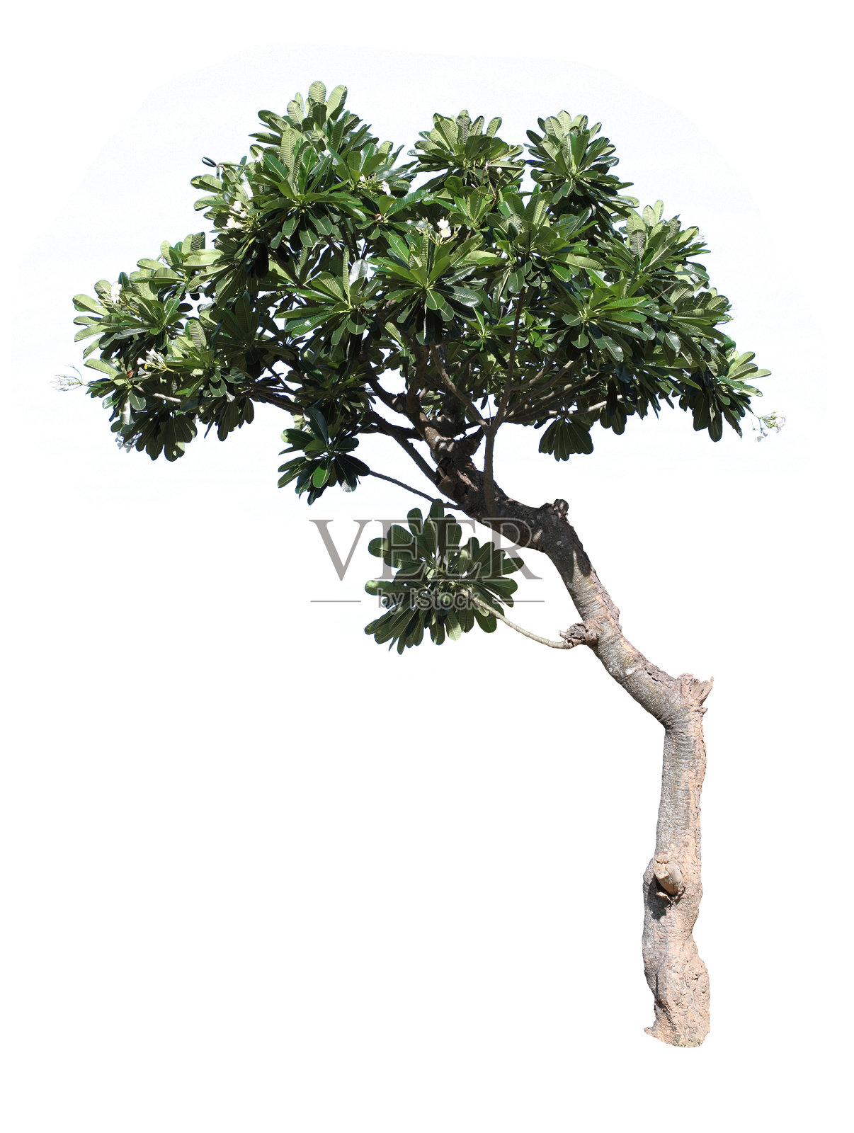 Plumeria树照片摄影图片