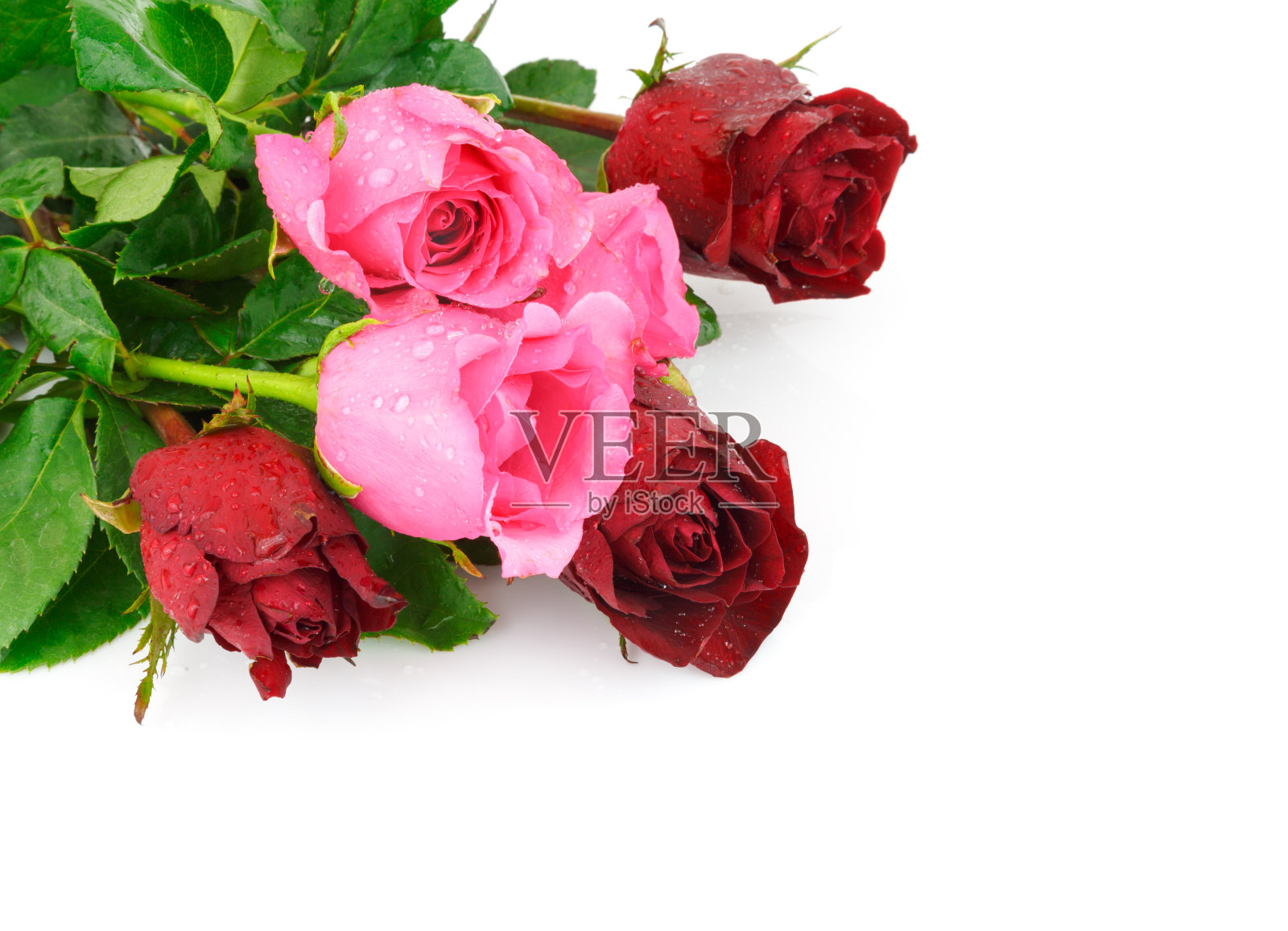 红色和粉红色的玫瑰花孤立在白色的背景照片摄影图片